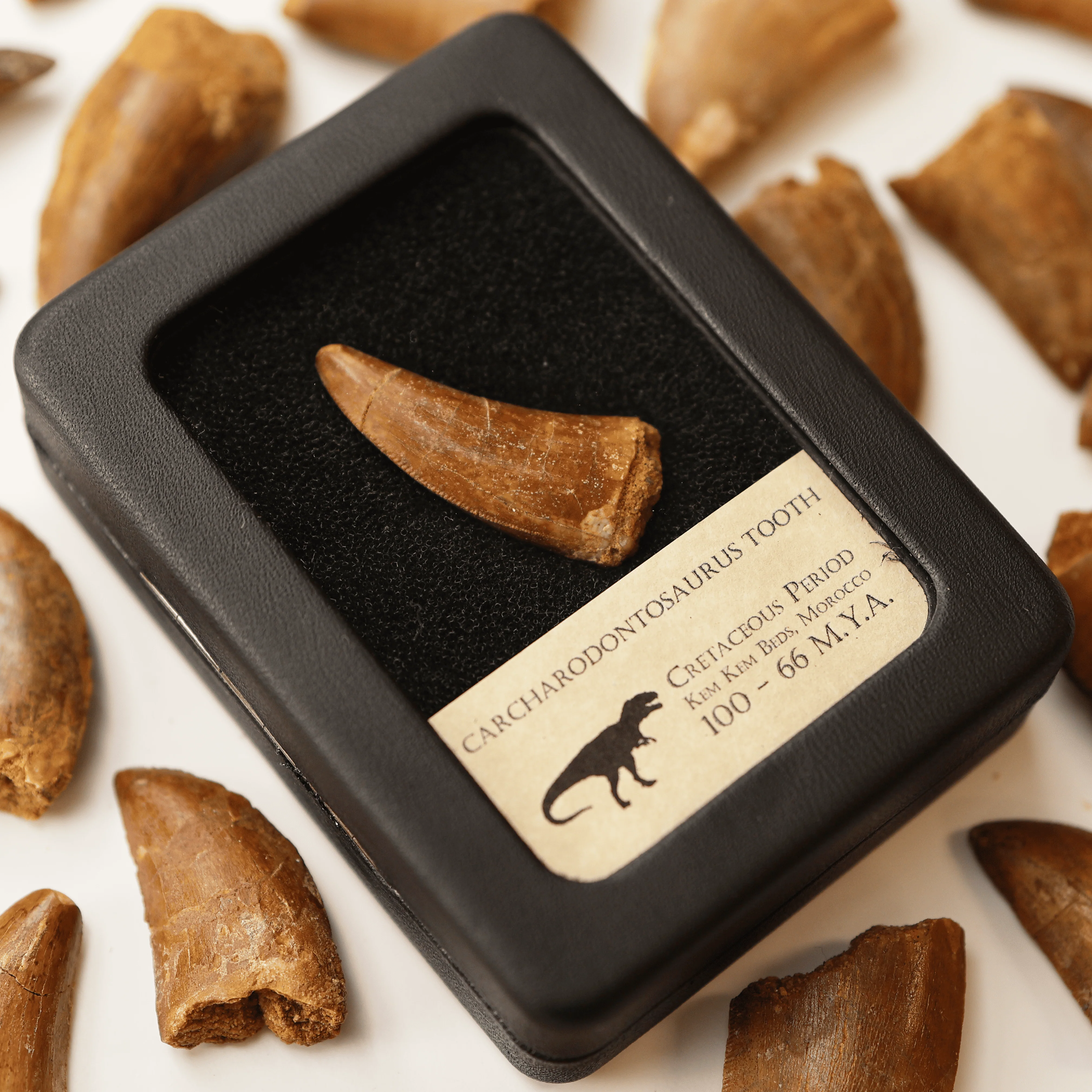 Carcharodontosaurus Tooth | Cretaceous Period - Image 3