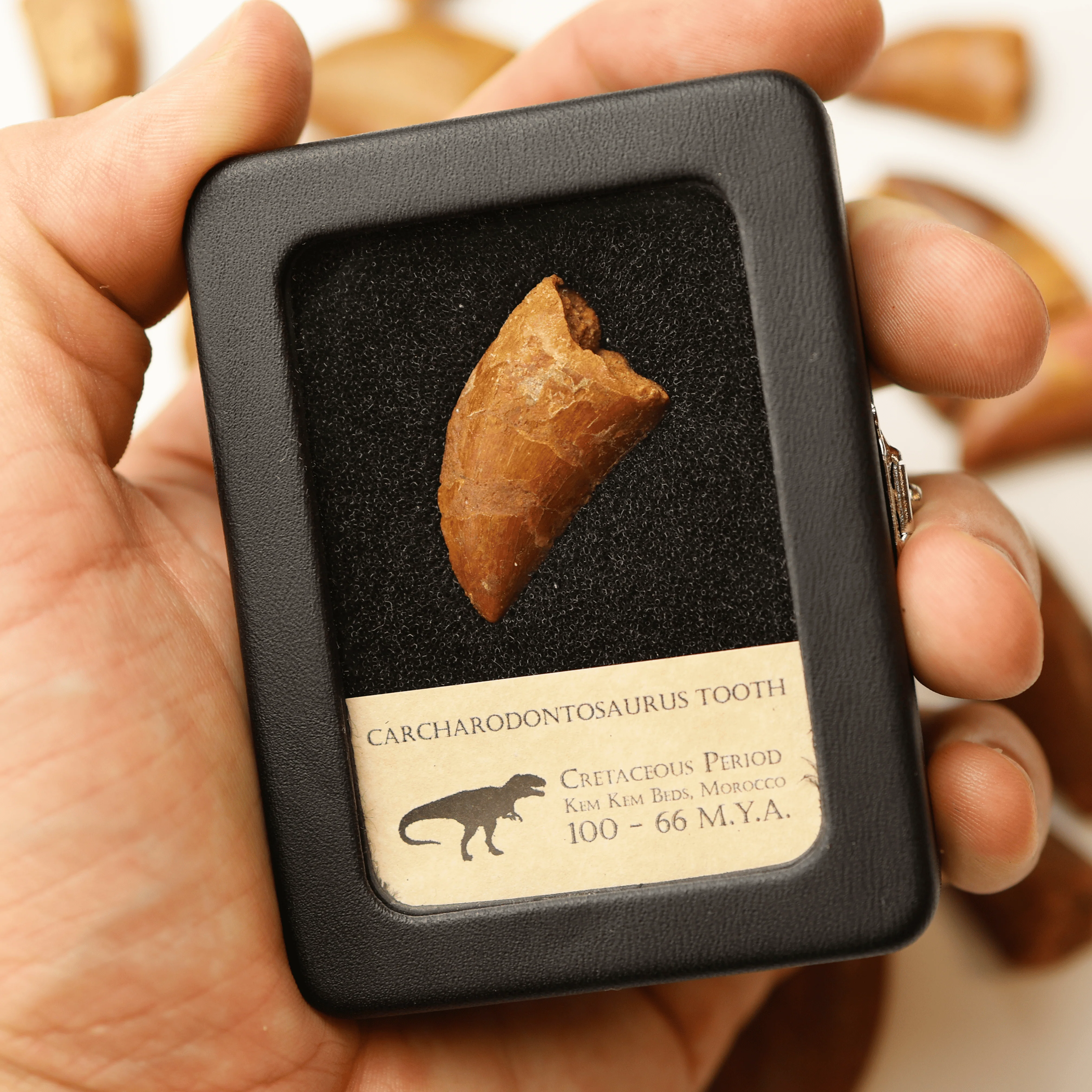 Carcharodontosaurus Tooth | Cretaceous Period - Image 4
