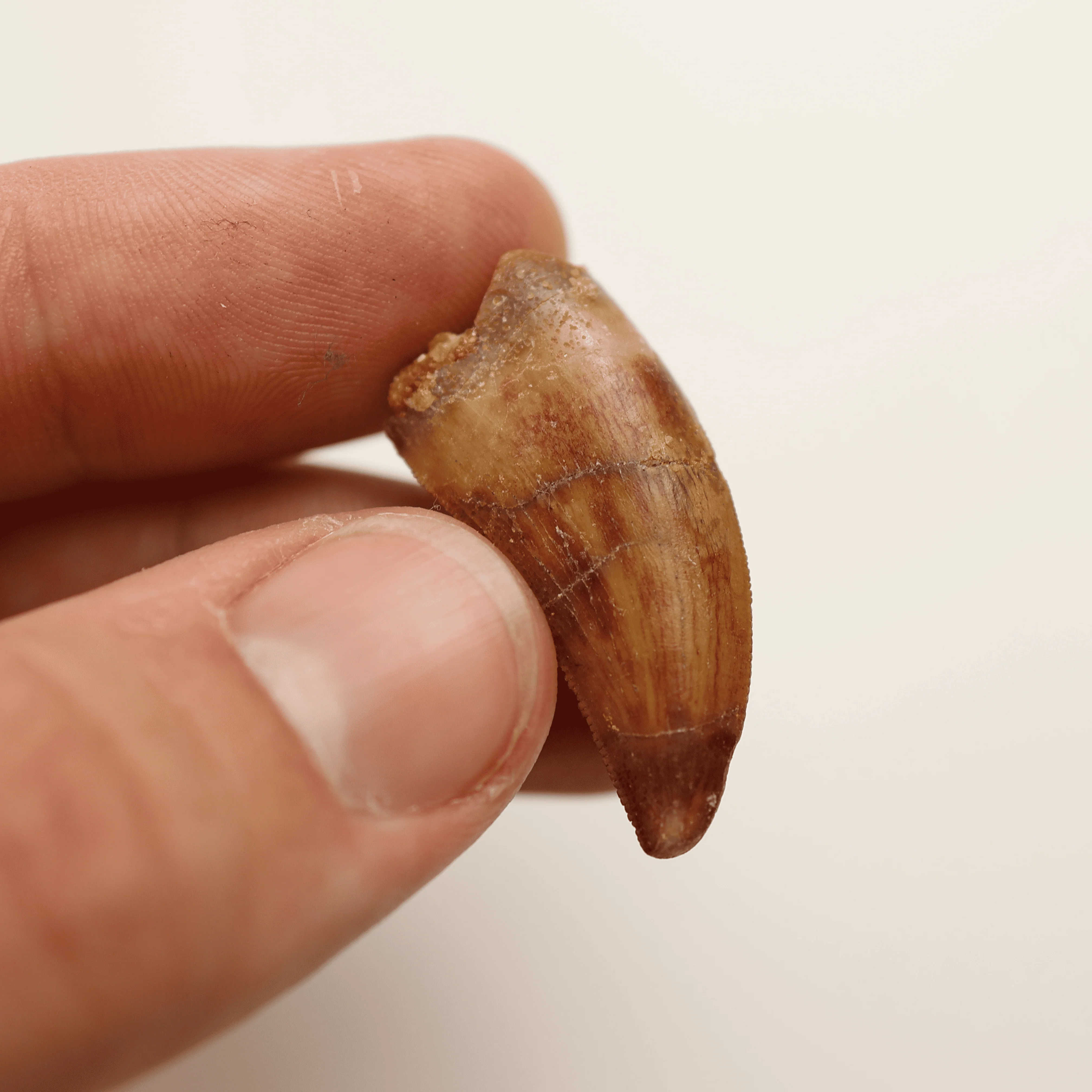 Carcharodontosaurus Tooth | Cretaceous Period - Image 5