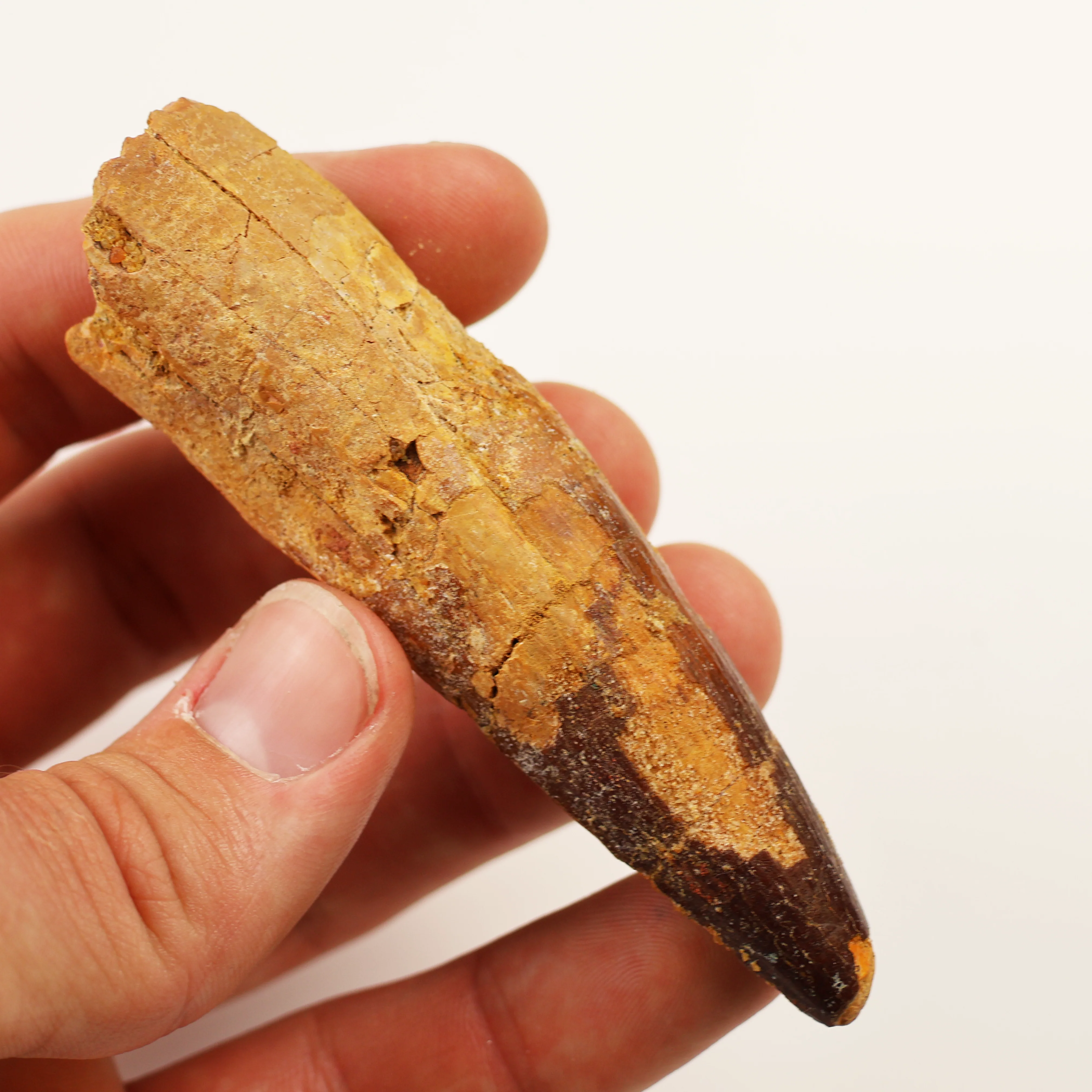 Large Spinosaurus Tooth (5.5-7.5 cm) | Cretaceous Period - Image 3
