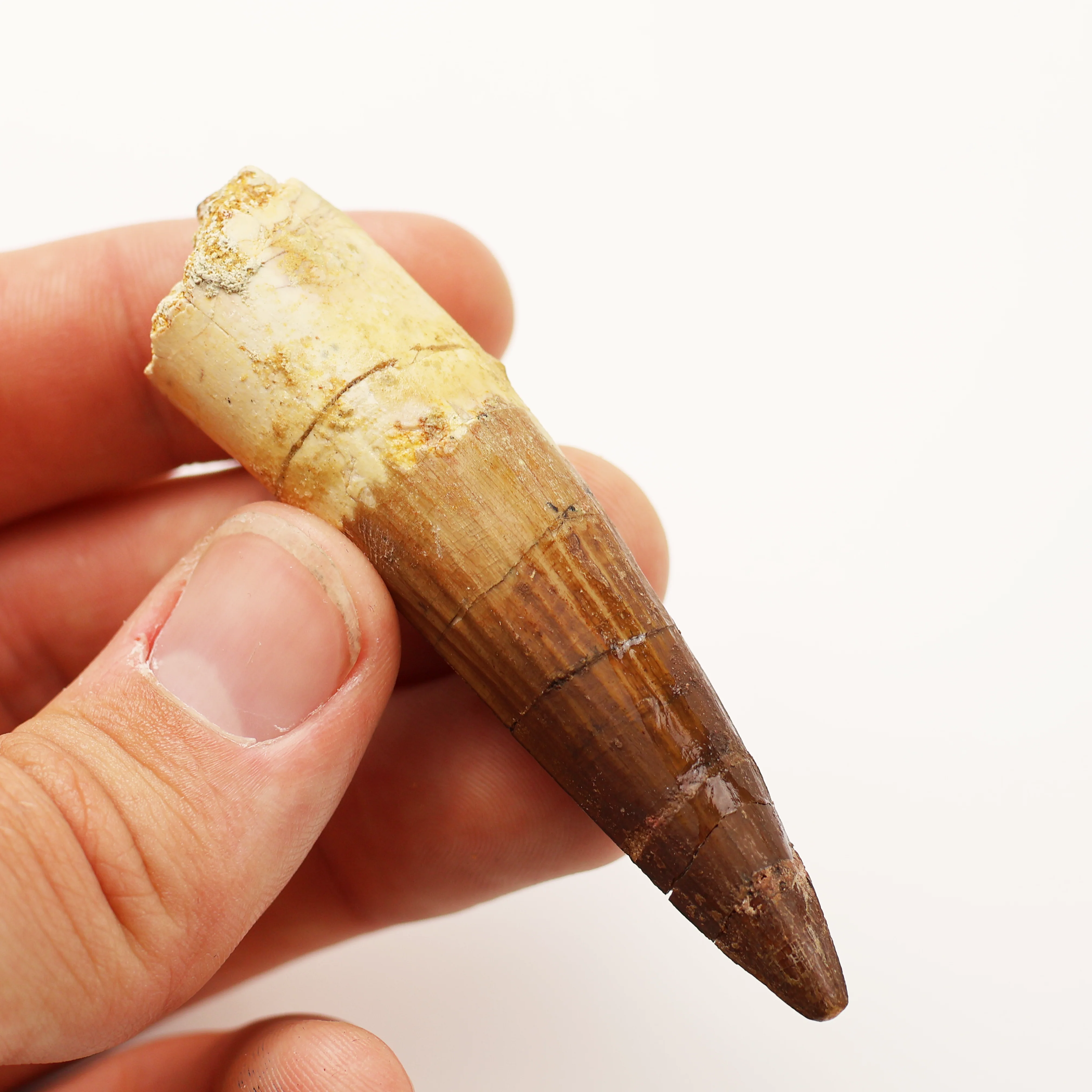 Large Spinosaurus Tooth (5.5-7.5 cm) | Cretaceous Period - Image 4