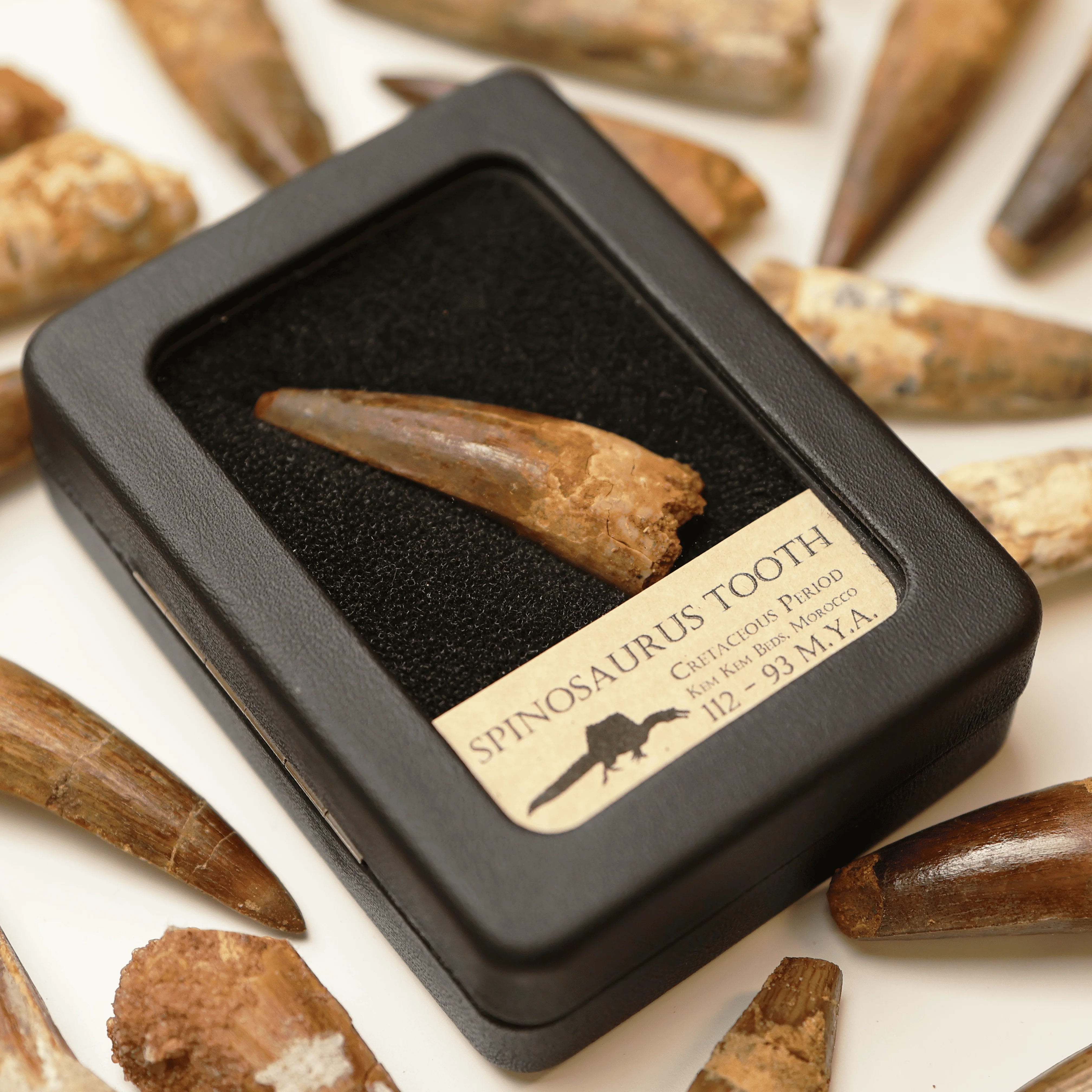 Spinosaurus Tooth | Cretaceous Period - Image 3