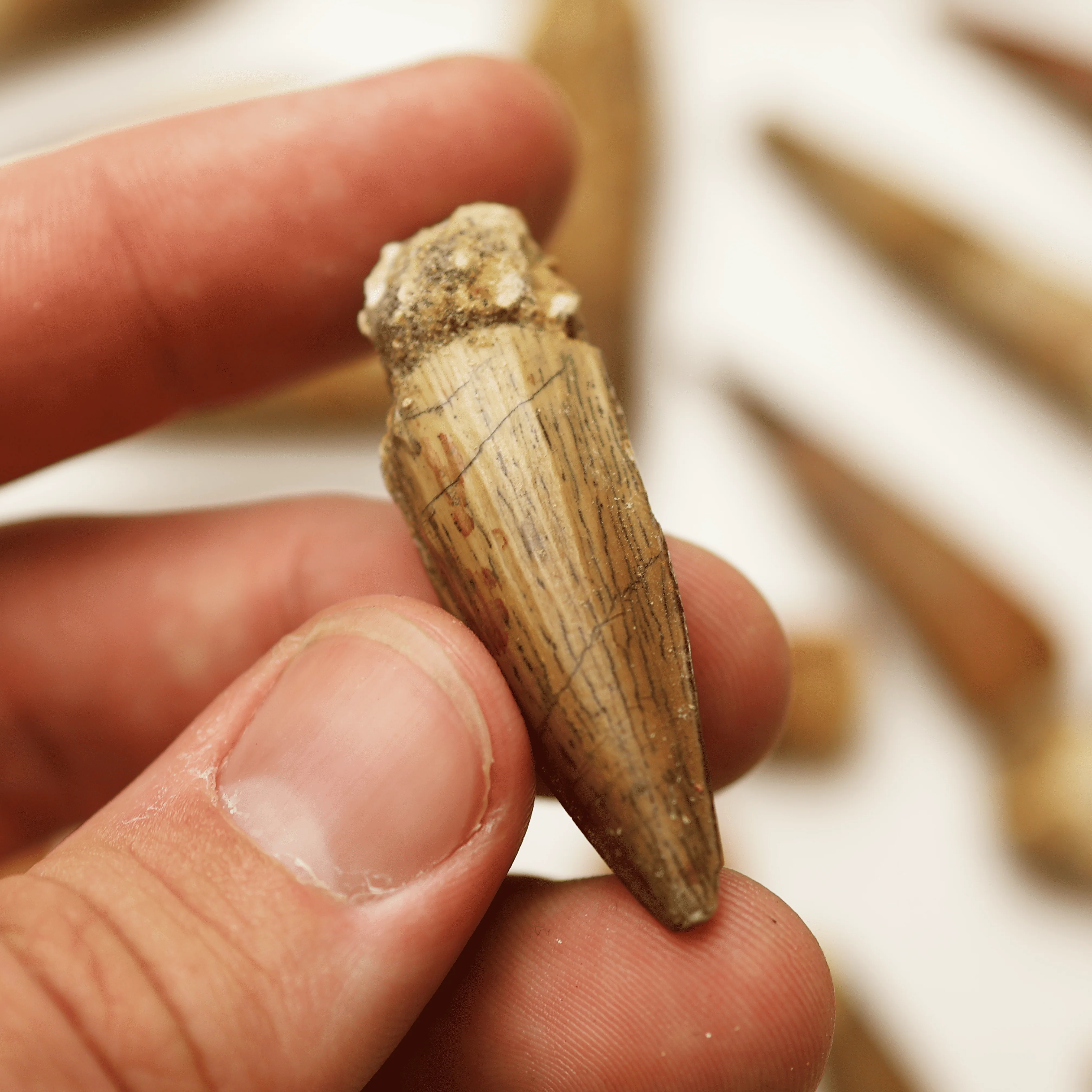 Spinosaurus Tooth | Cretaceous Period - Image 4