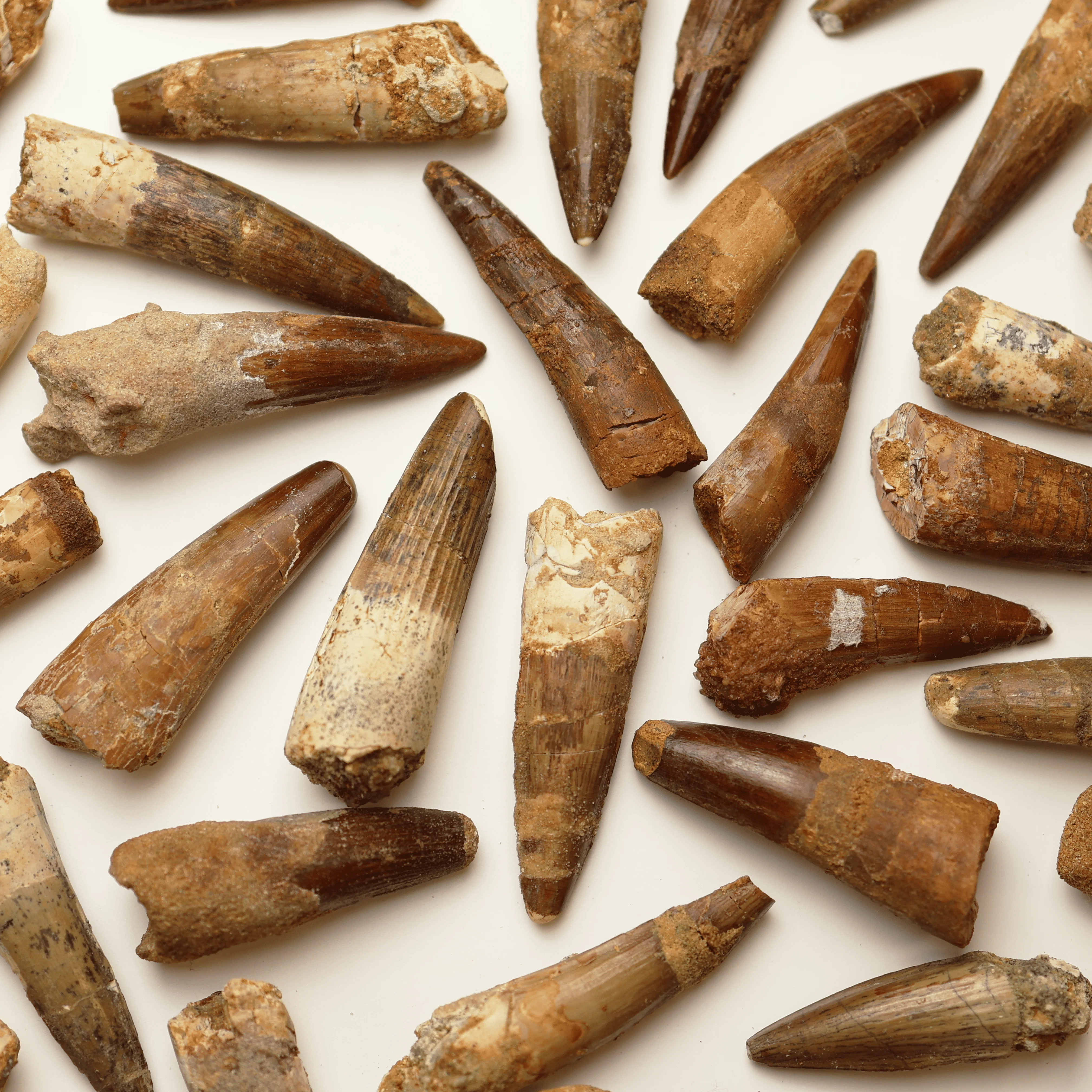 Spinosaurus Tooth | Cretaceous Period - Image 6