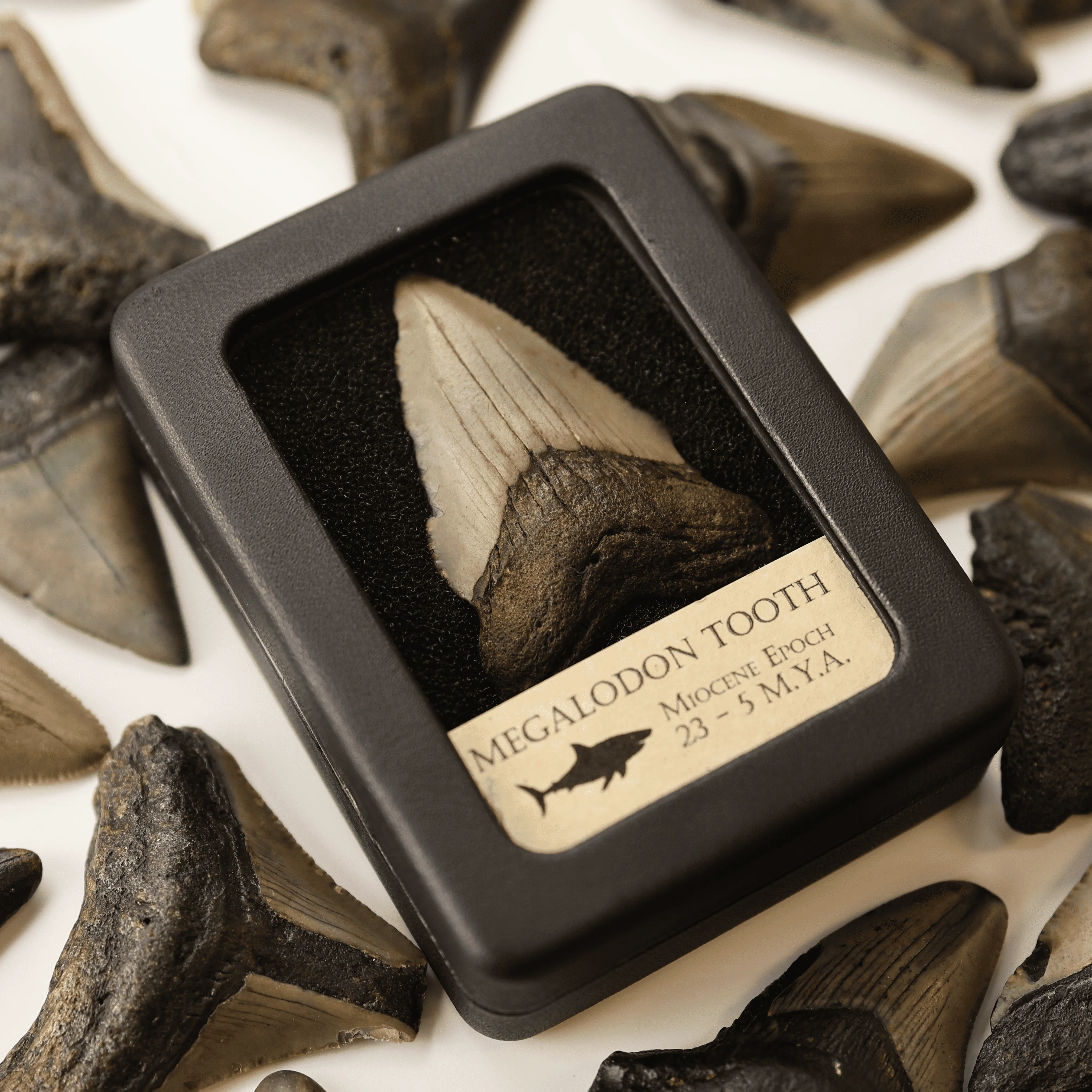 Small Megalodon Tooth | Miocene Epoch - Image 3