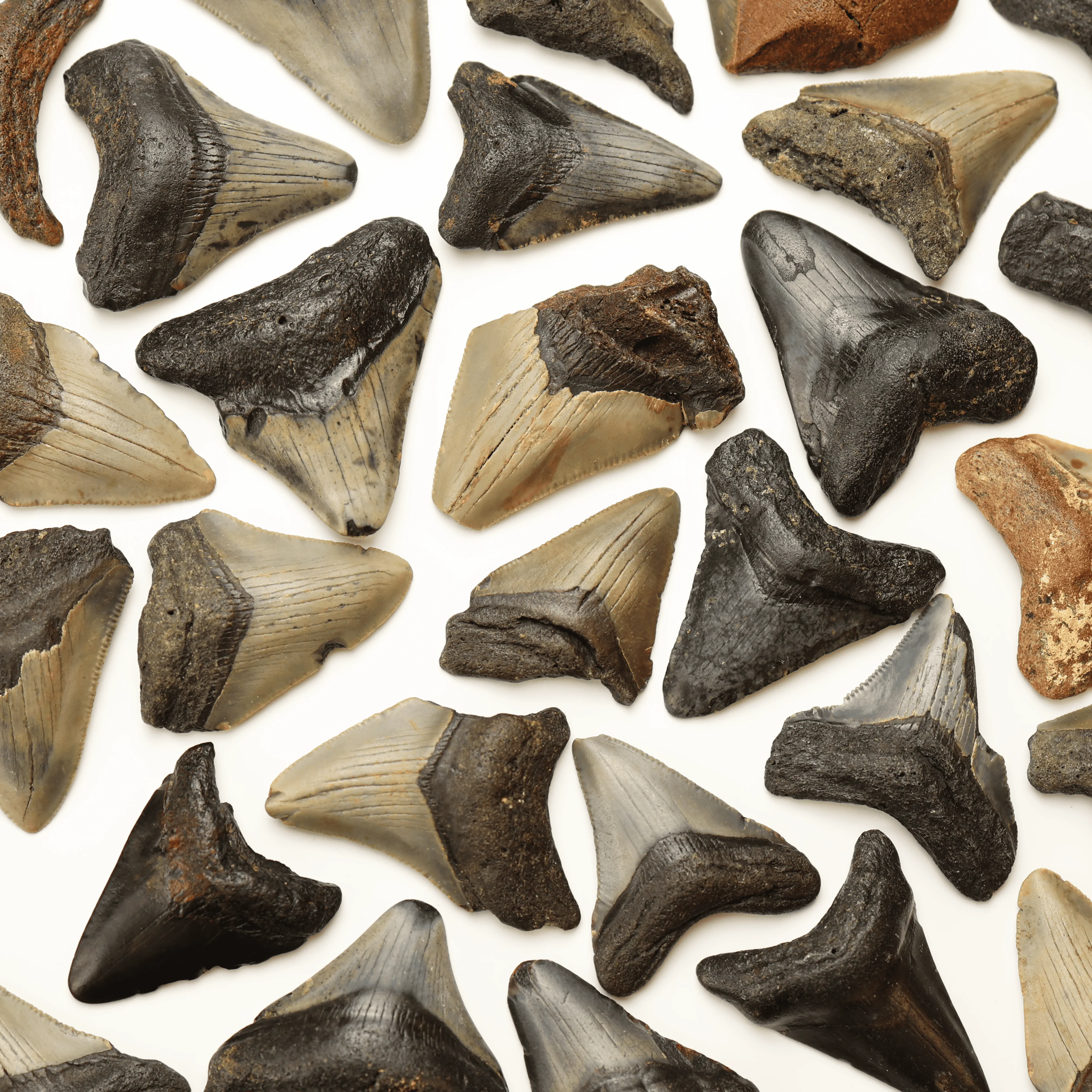 Small Megalodon Tooth | Miocene Epoch - Image 4