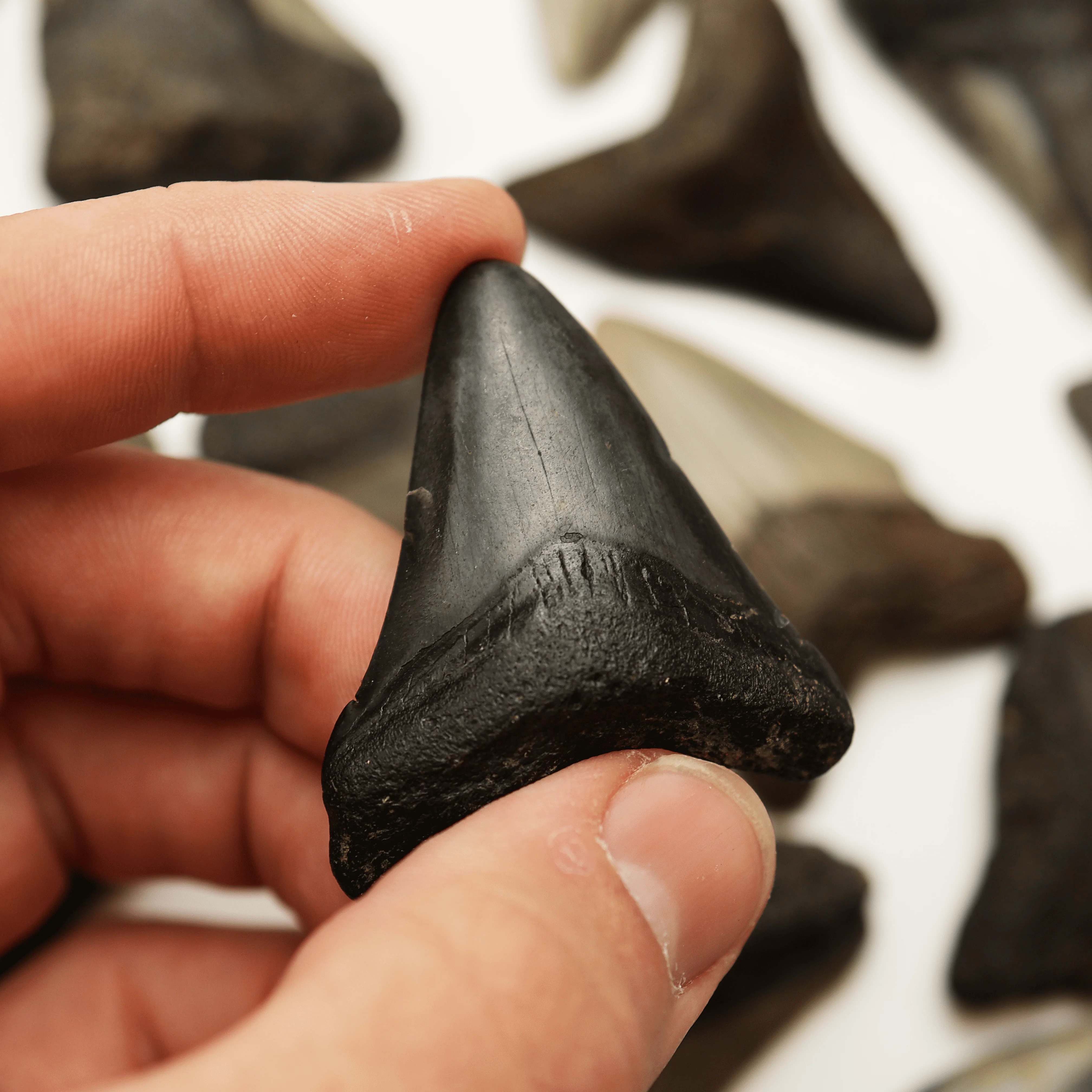 Small Megalodon Tooth | Miocene Epoch - Image 5