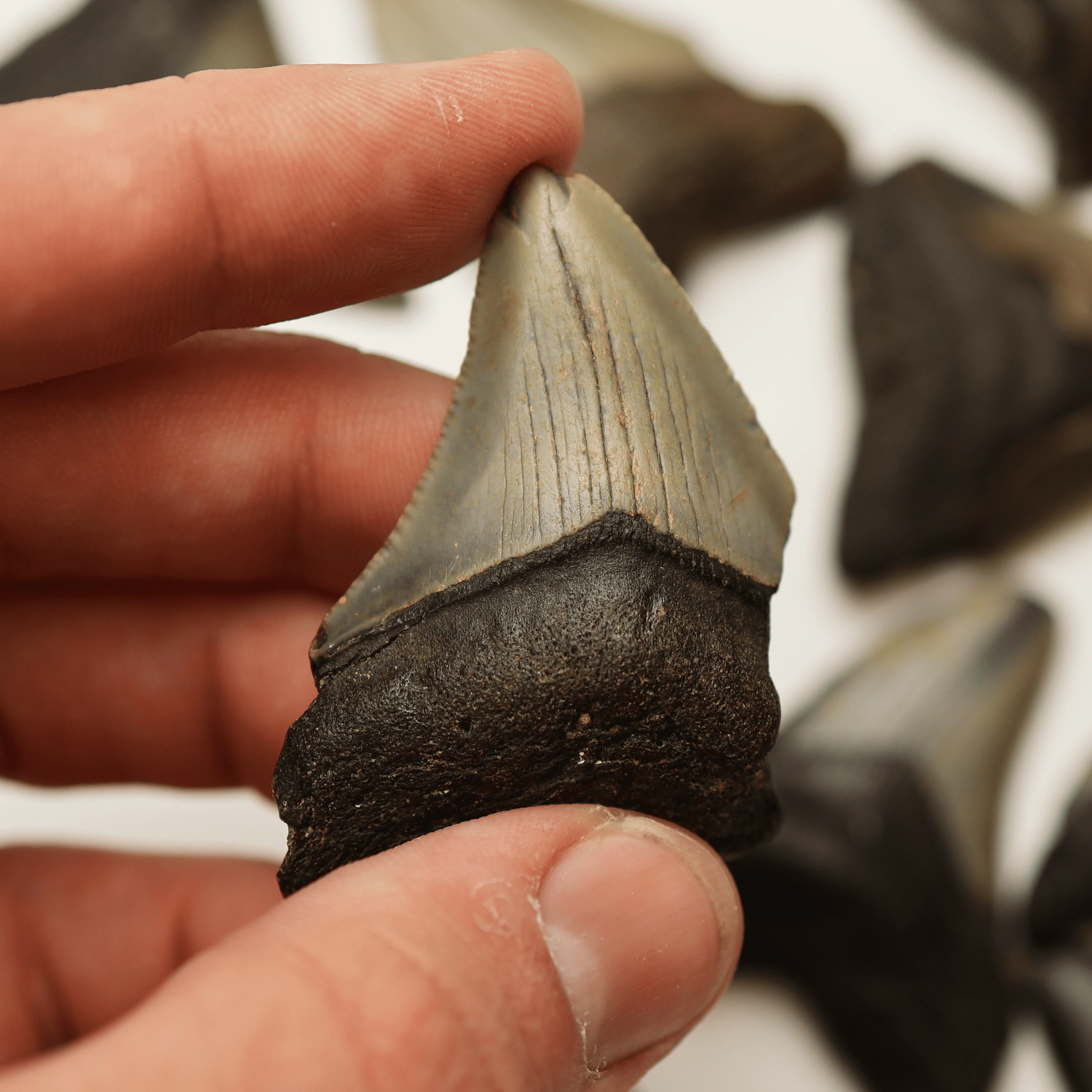 Small Megalodon Tooth | Miocene Epoch - Image 6