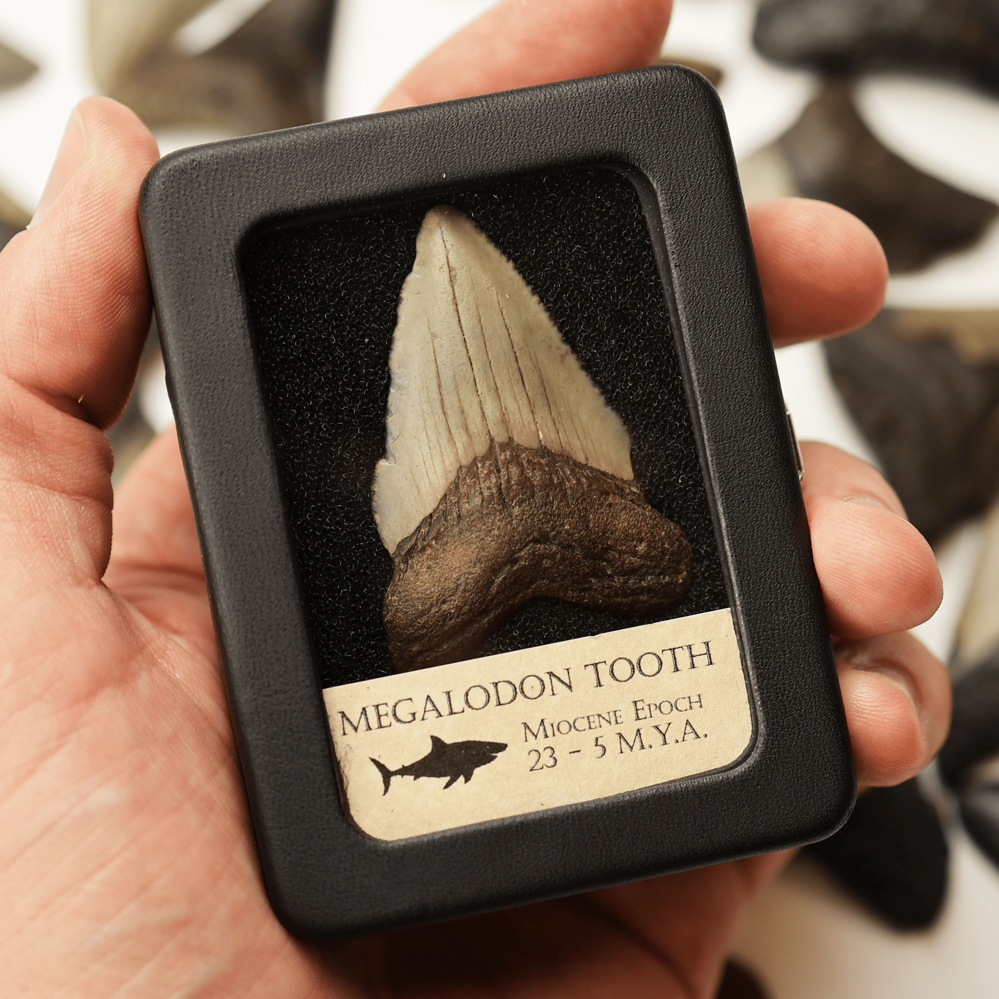 Small Megalodon Tooth | Miocene Epoch - Image 7