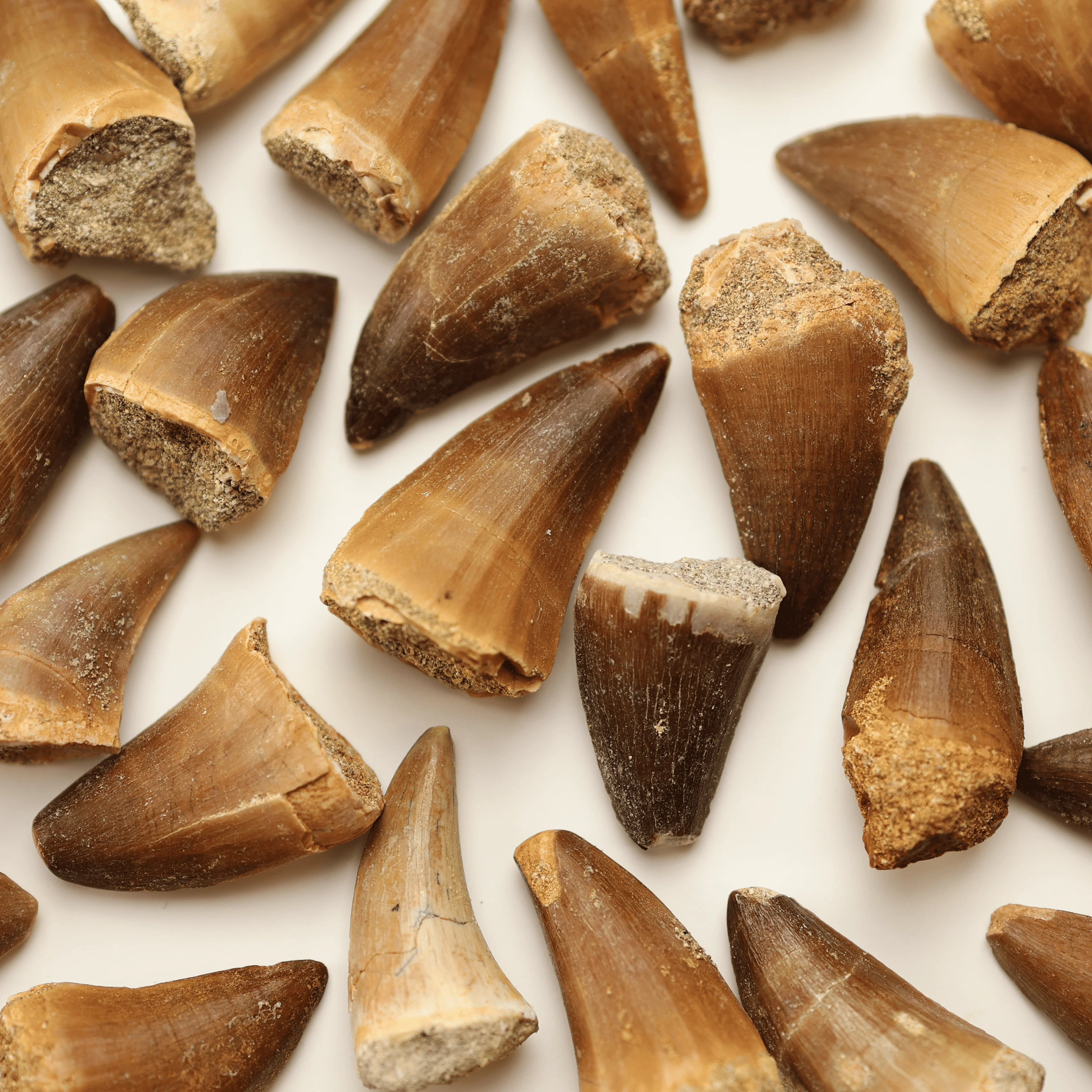 Mosasaurus Tooth | Cretaceous Period - Image 3