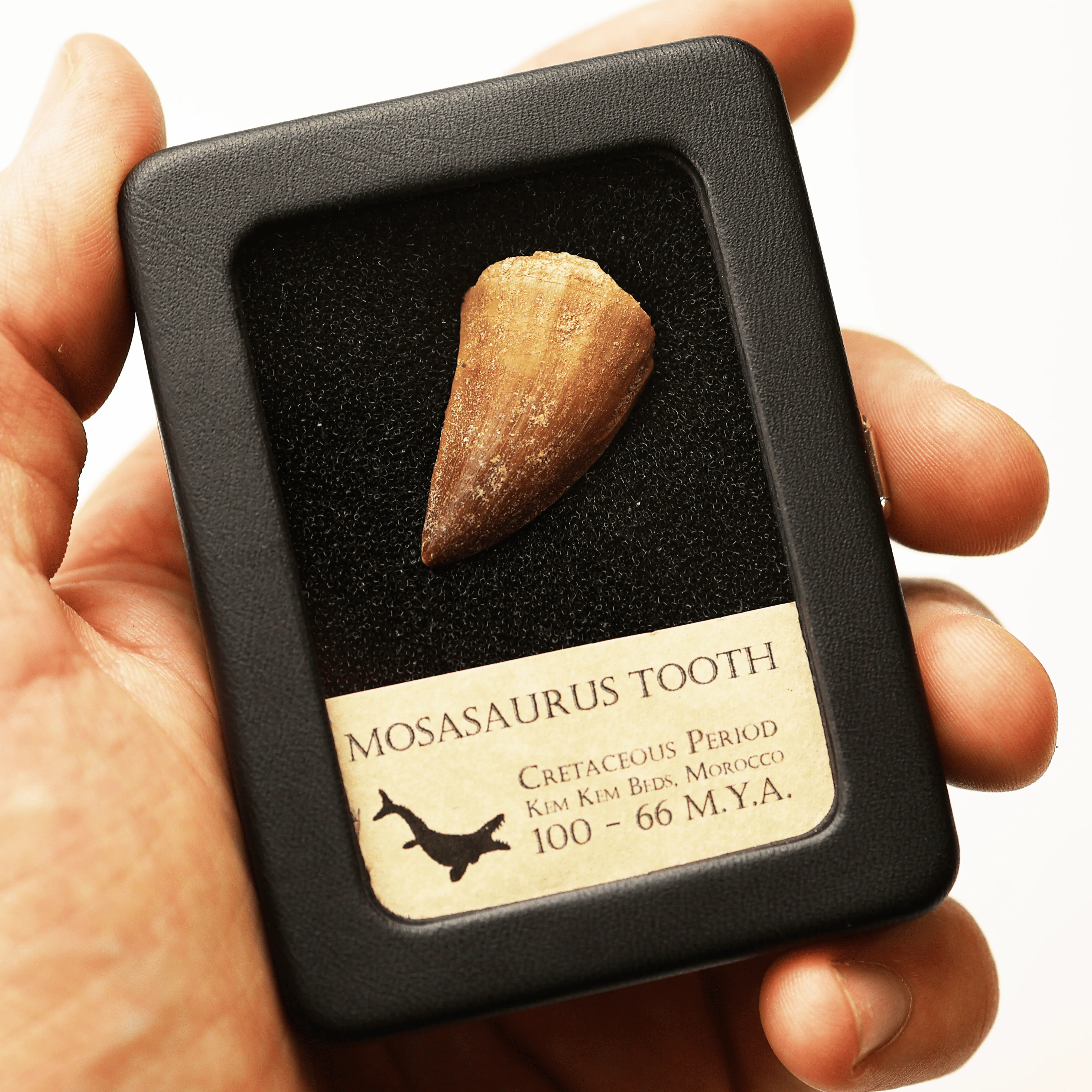 Mosasaurus Tooth | Cretaceous Period - Image 4