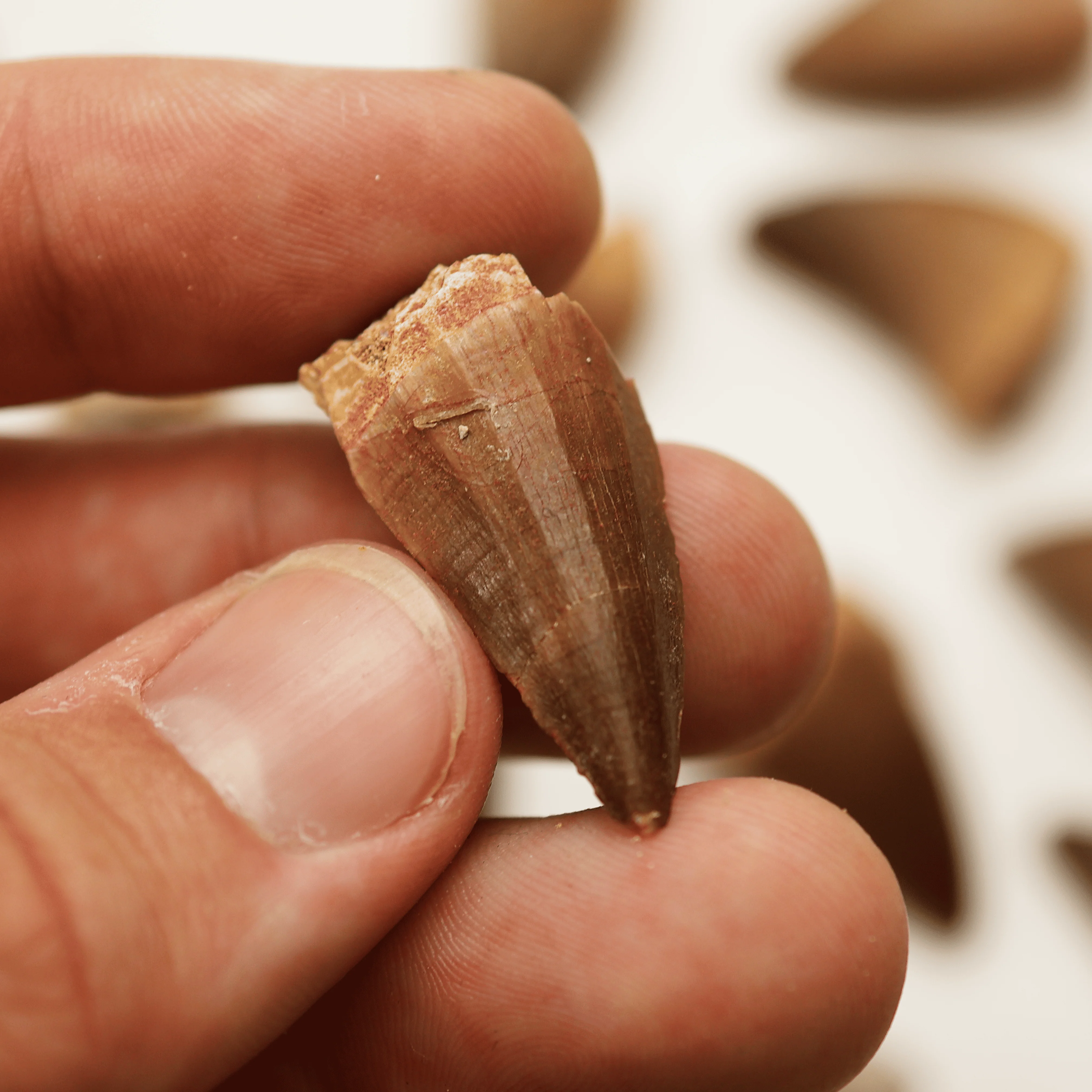 Mosasaurus Tooth | Cretaceous Period - Image 5
