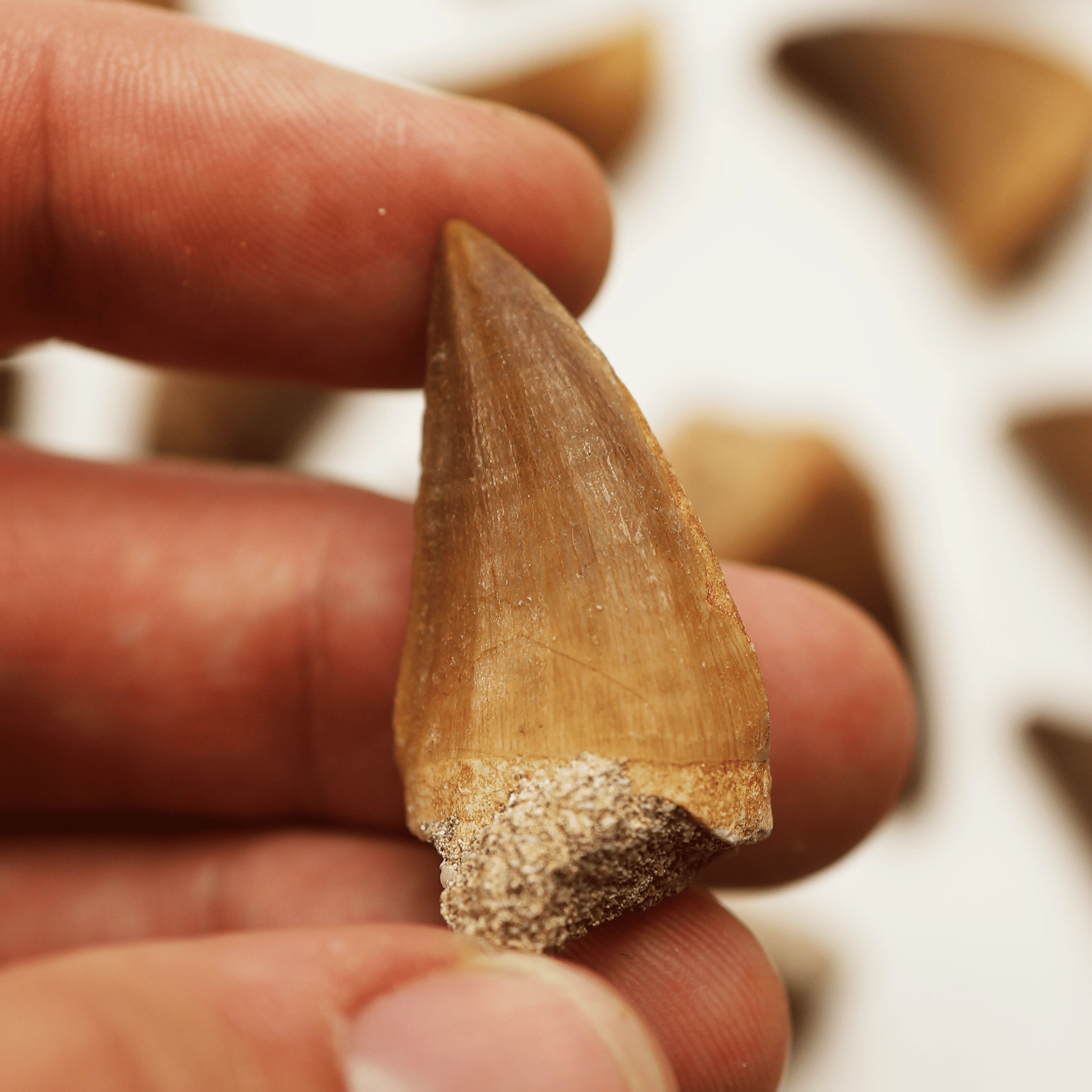 Mosasaurus Tooth | Cretaceous Period - Image 6