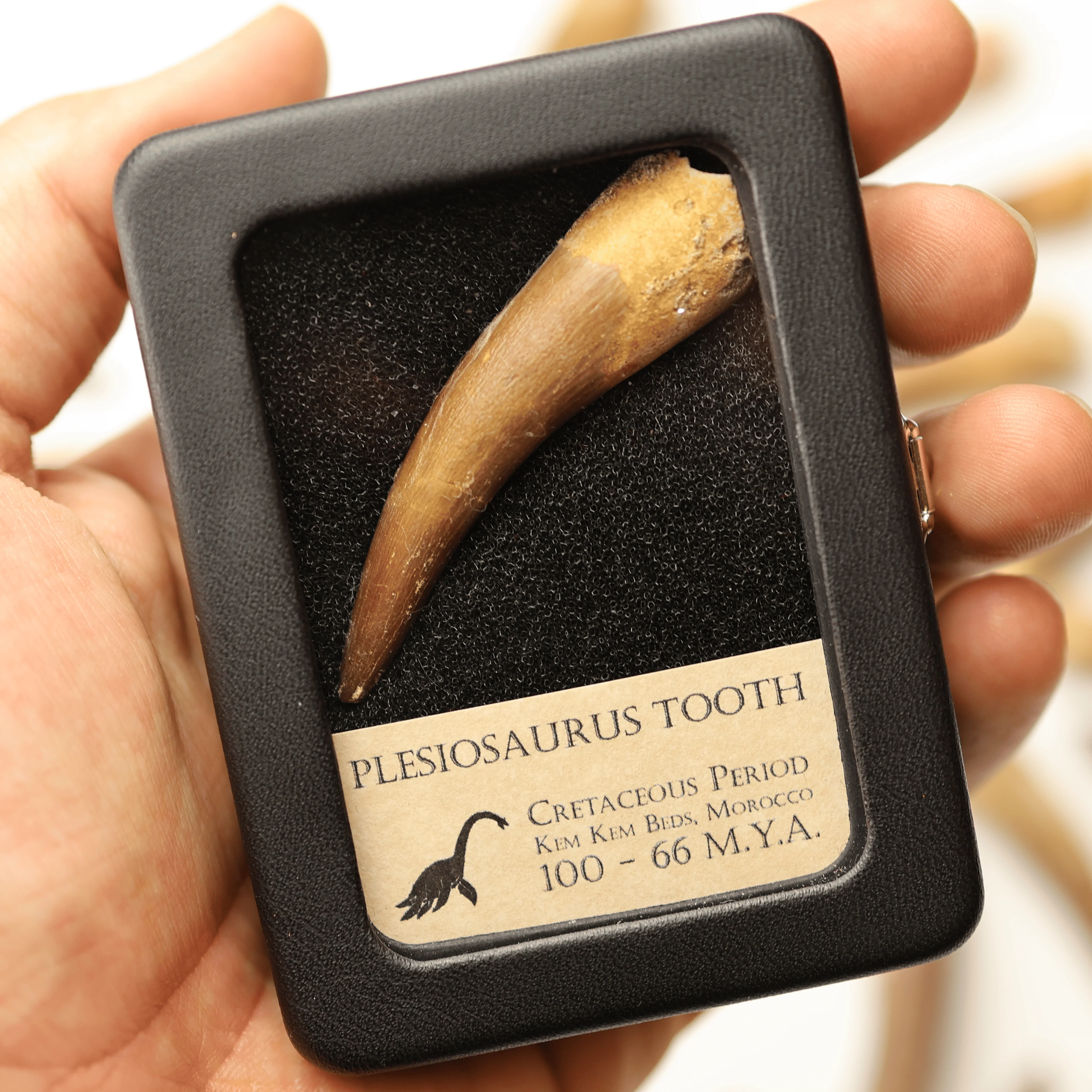 Plesiosaurus Tooth | Cretaceous Period - Image 3