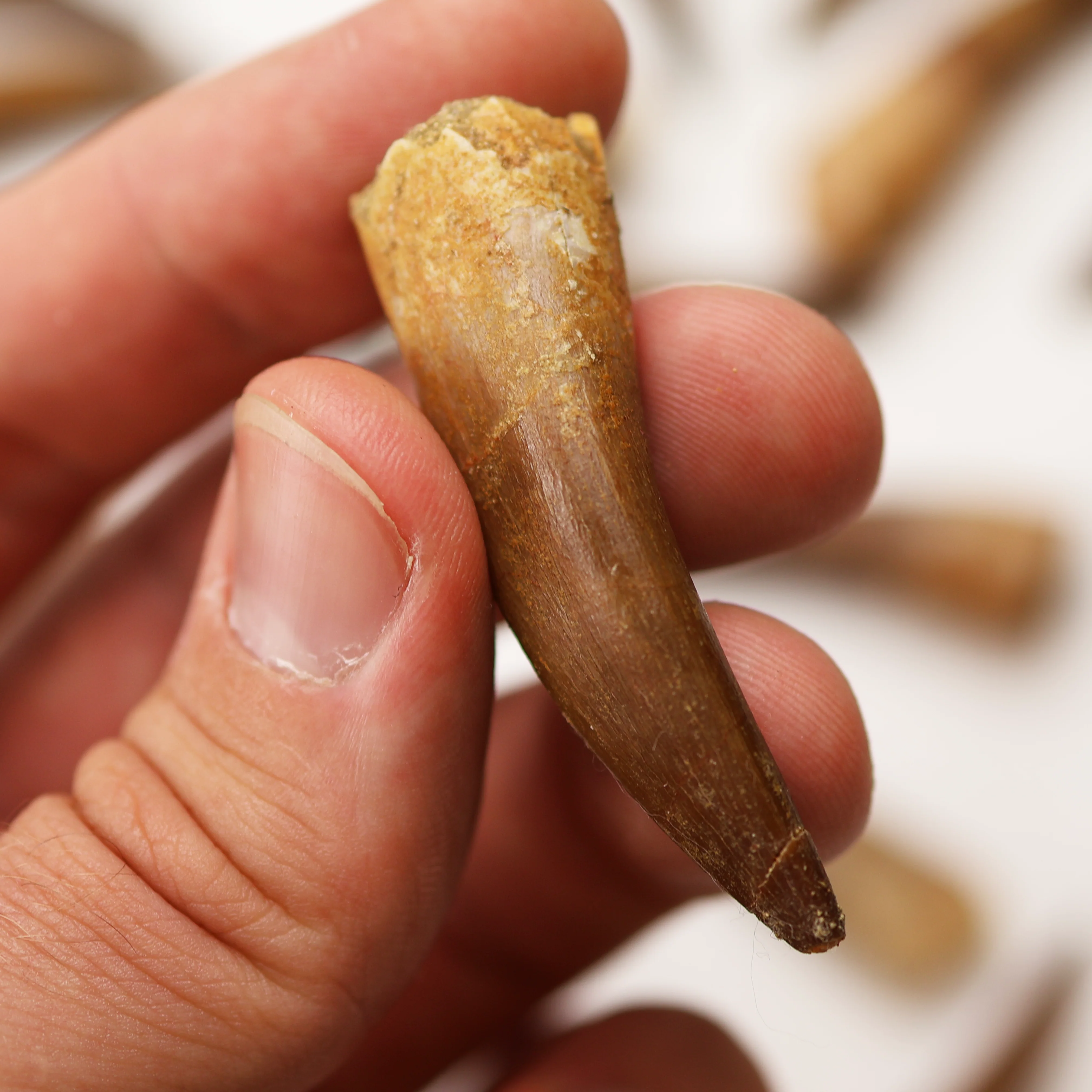 Plesiosaurus Tooth | Cretaceous Period - Image 4