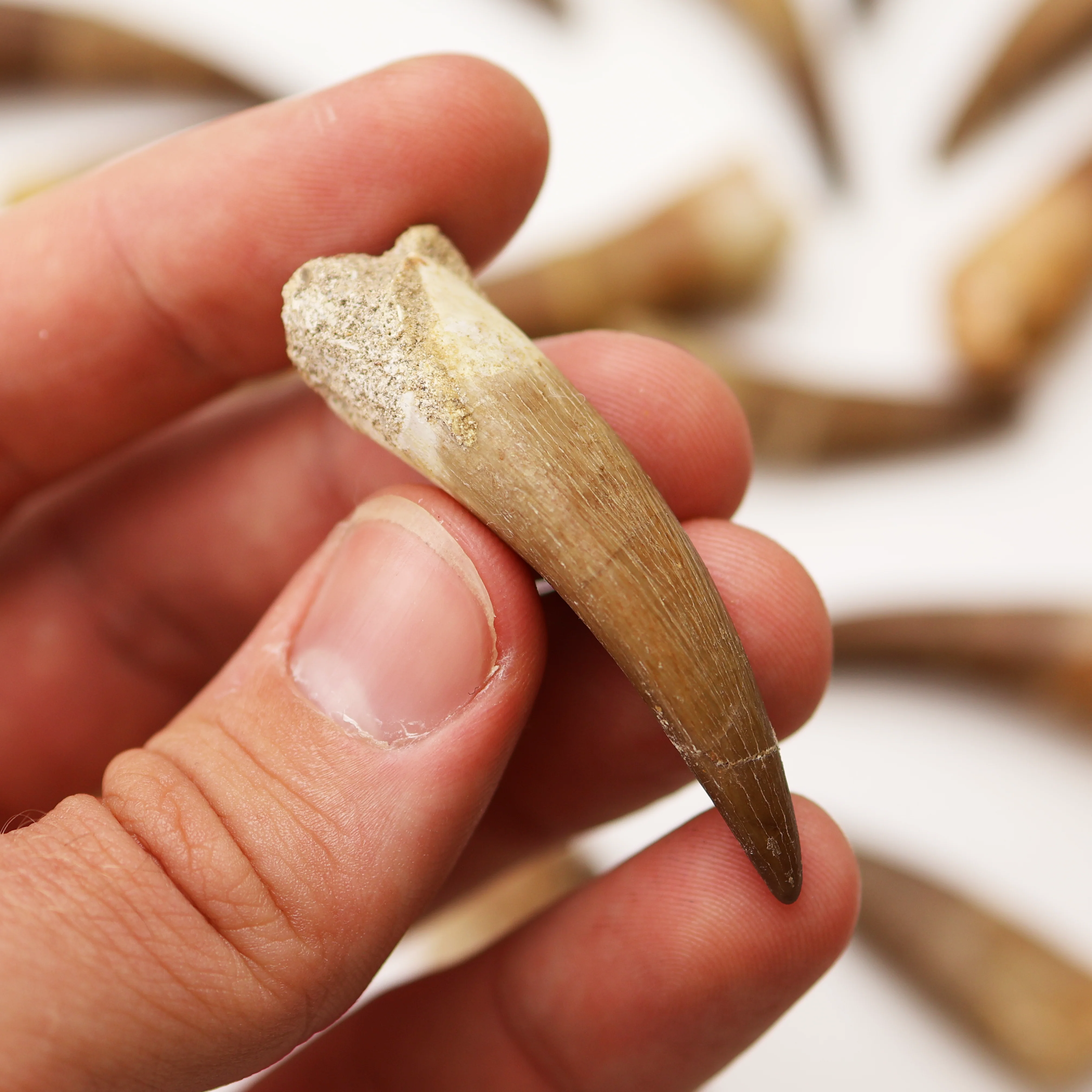 Plesiosaurus Tooth | Cretaceous Period - Image 5