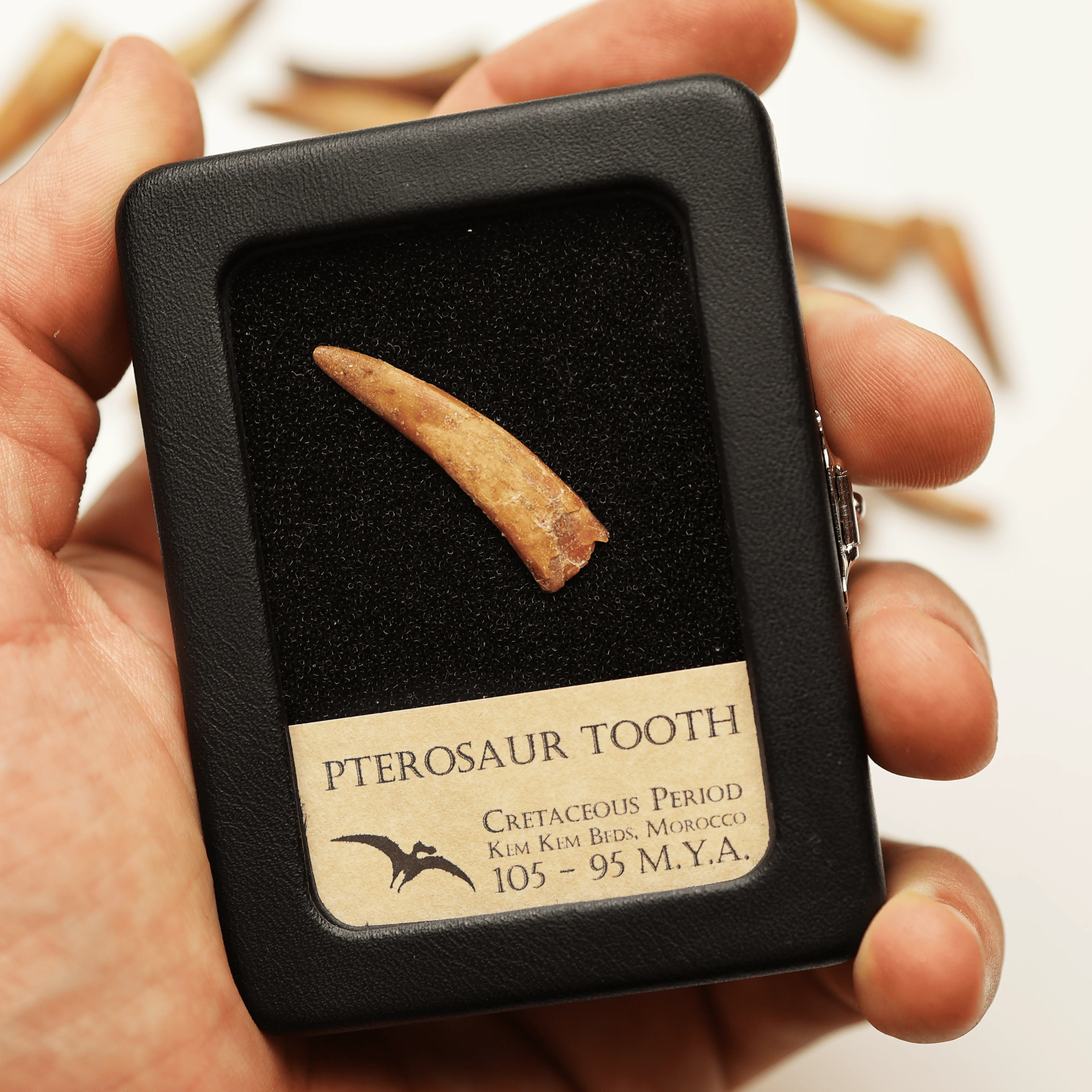 Pterosaur Tooth | Cretaceous Period - Image 3