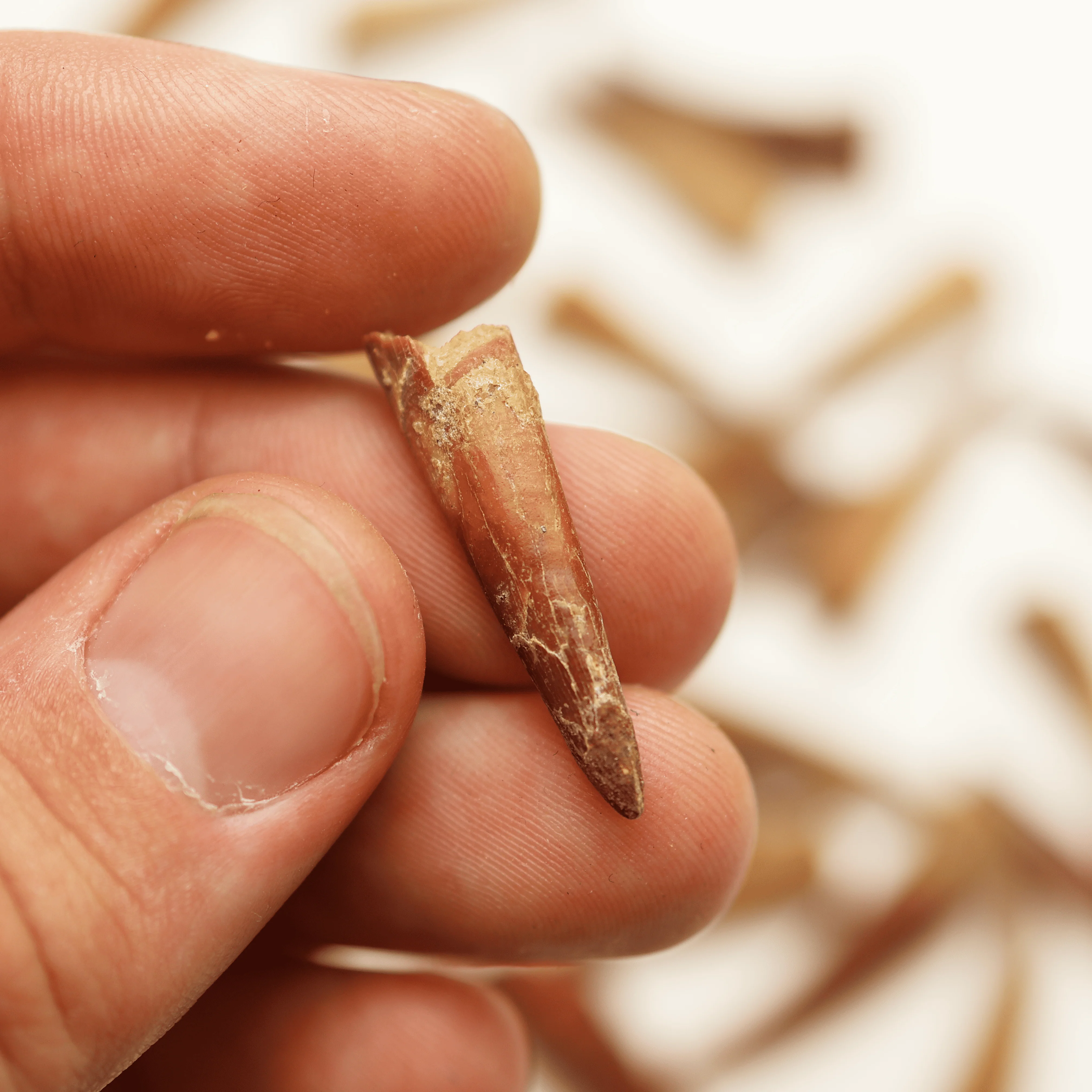 Pterosaur Tooth | Cretaceous Period - Image 5