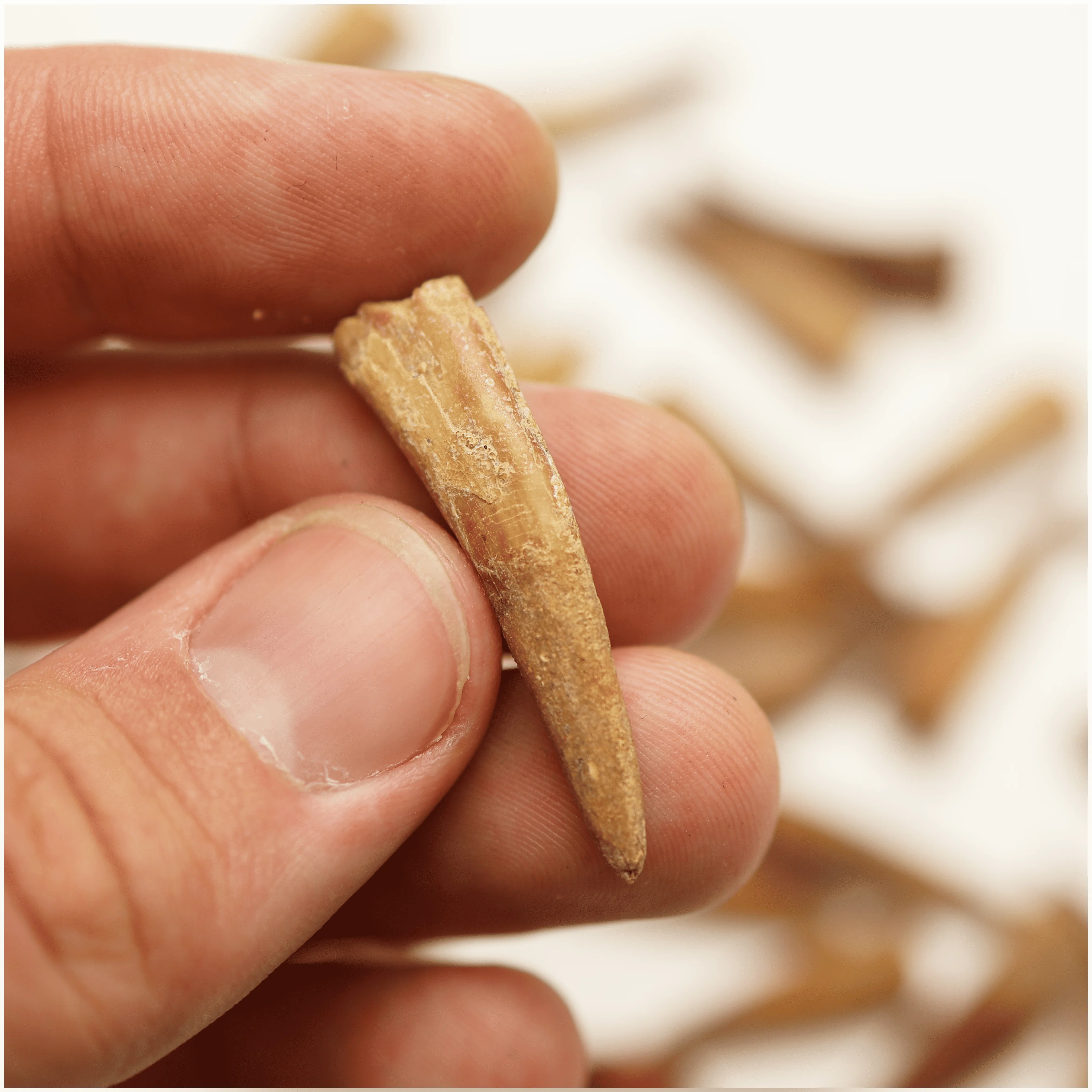 Pterosaur Tooth | Cretaceous Period - Image 6