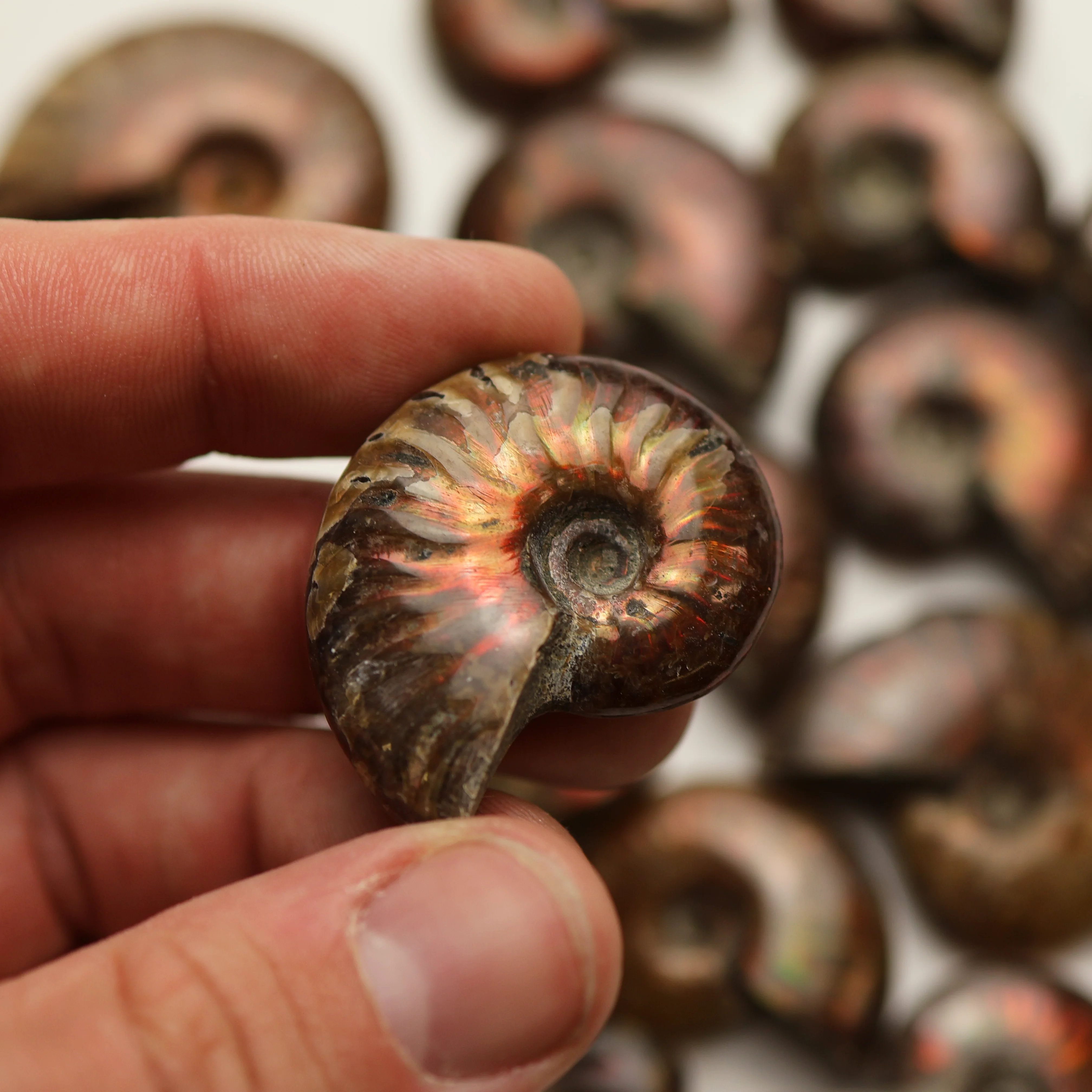 Rainbow Ammonite Fossil - Image 3
