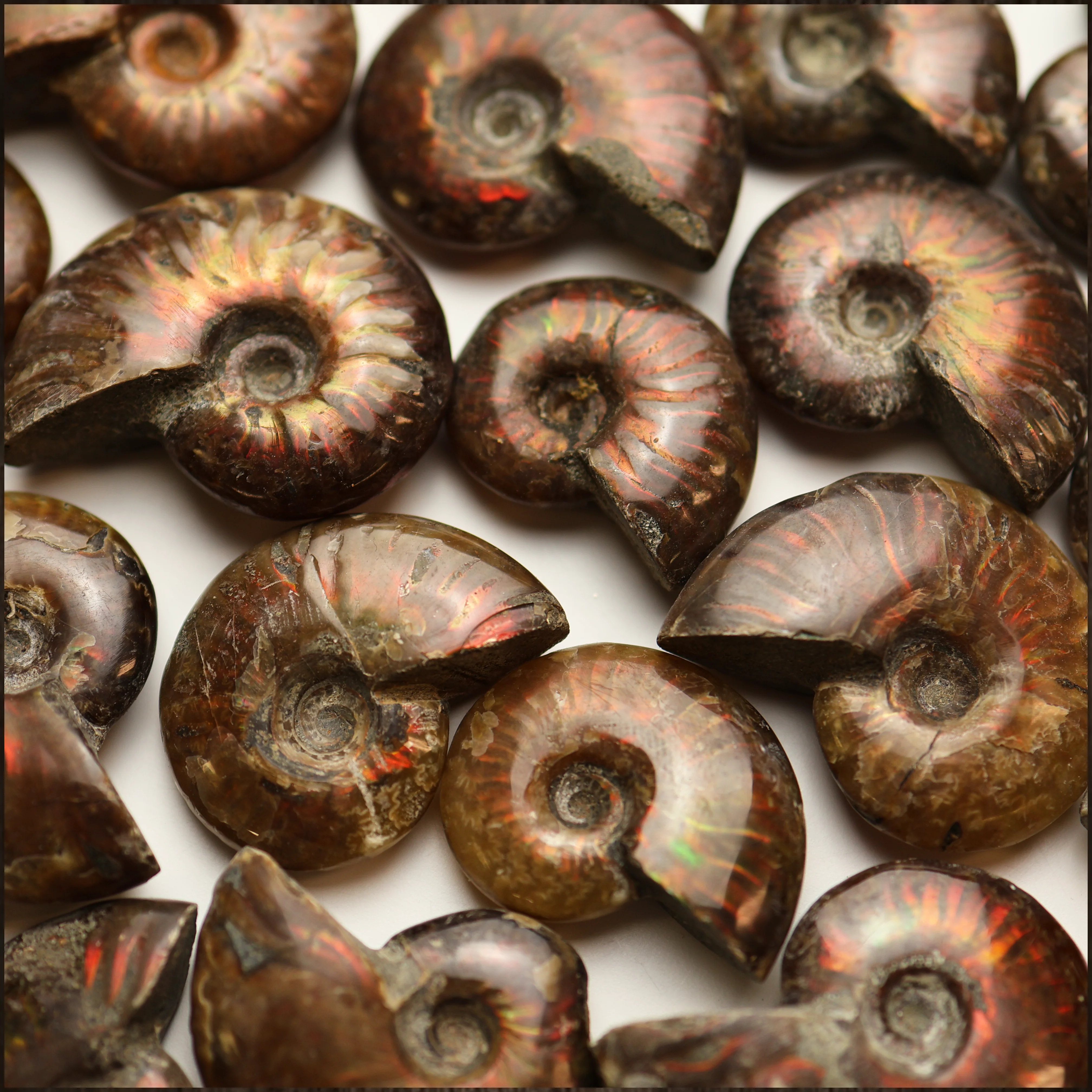 Rainbow Ammonite Fossil - Image 4