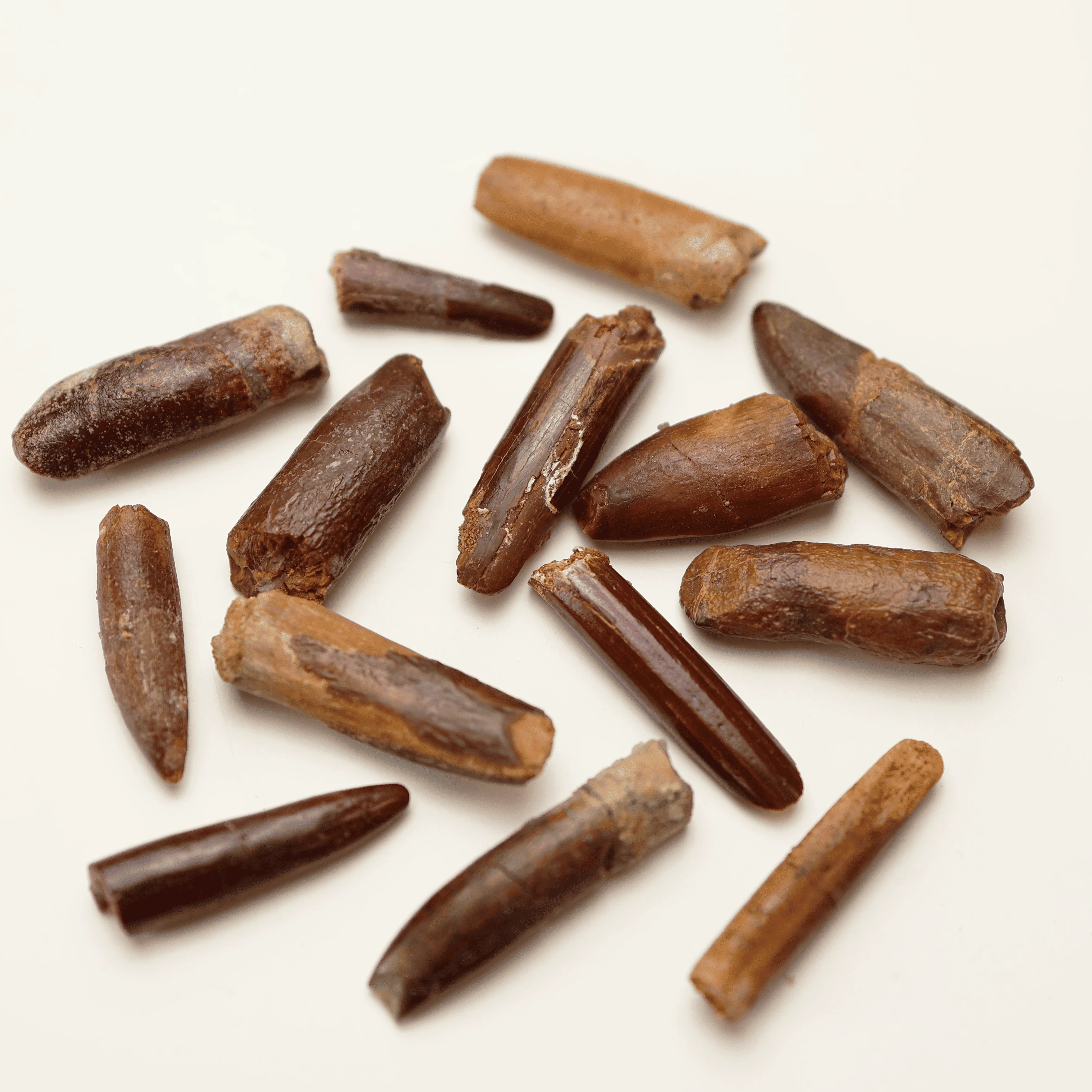 Sauropod Tooth | Cretaceous Period - Image 3