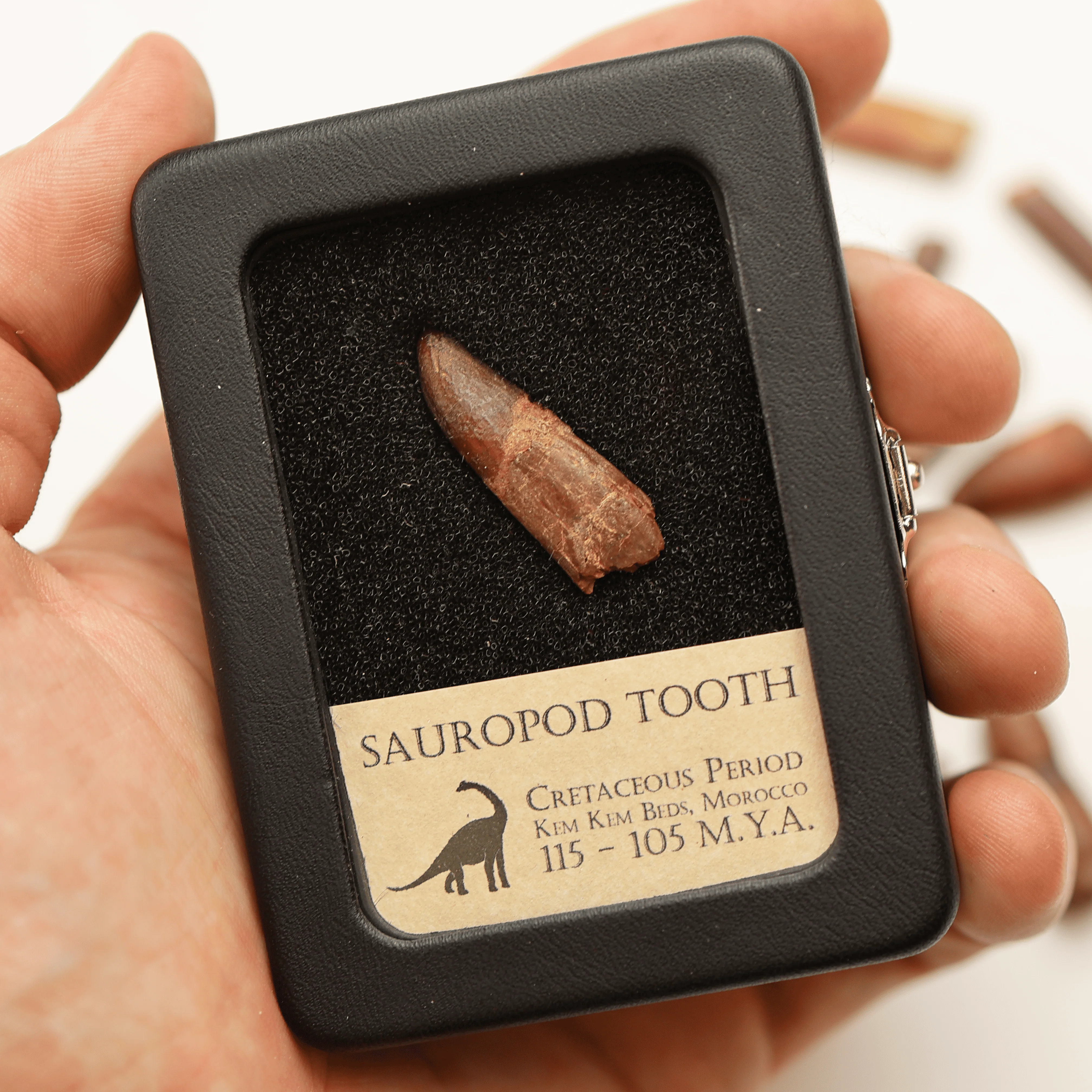 Sauropod Tooth | Cretaceous Period - Image 4