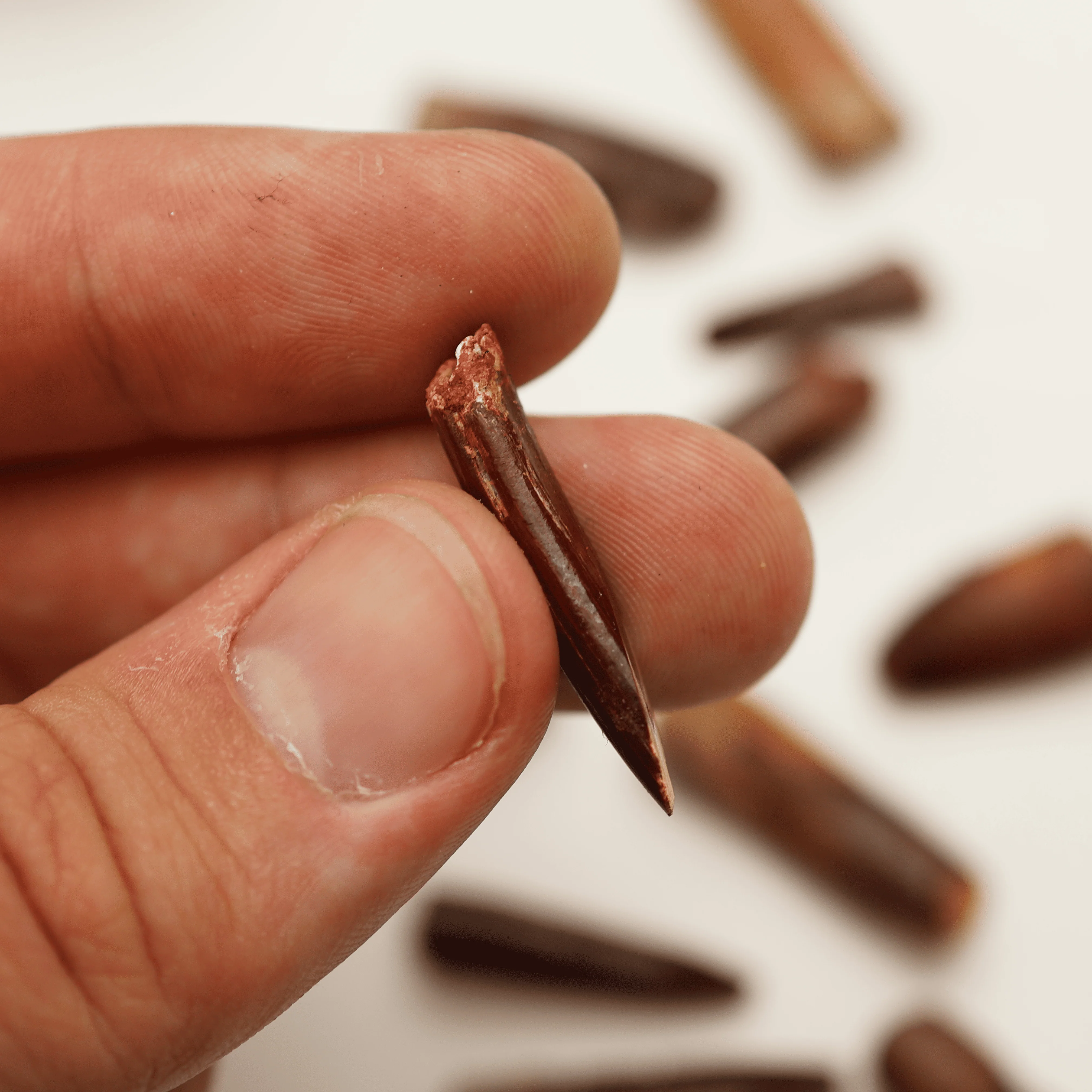 Sauropod Tooth | Cretaceous Period - Image 5