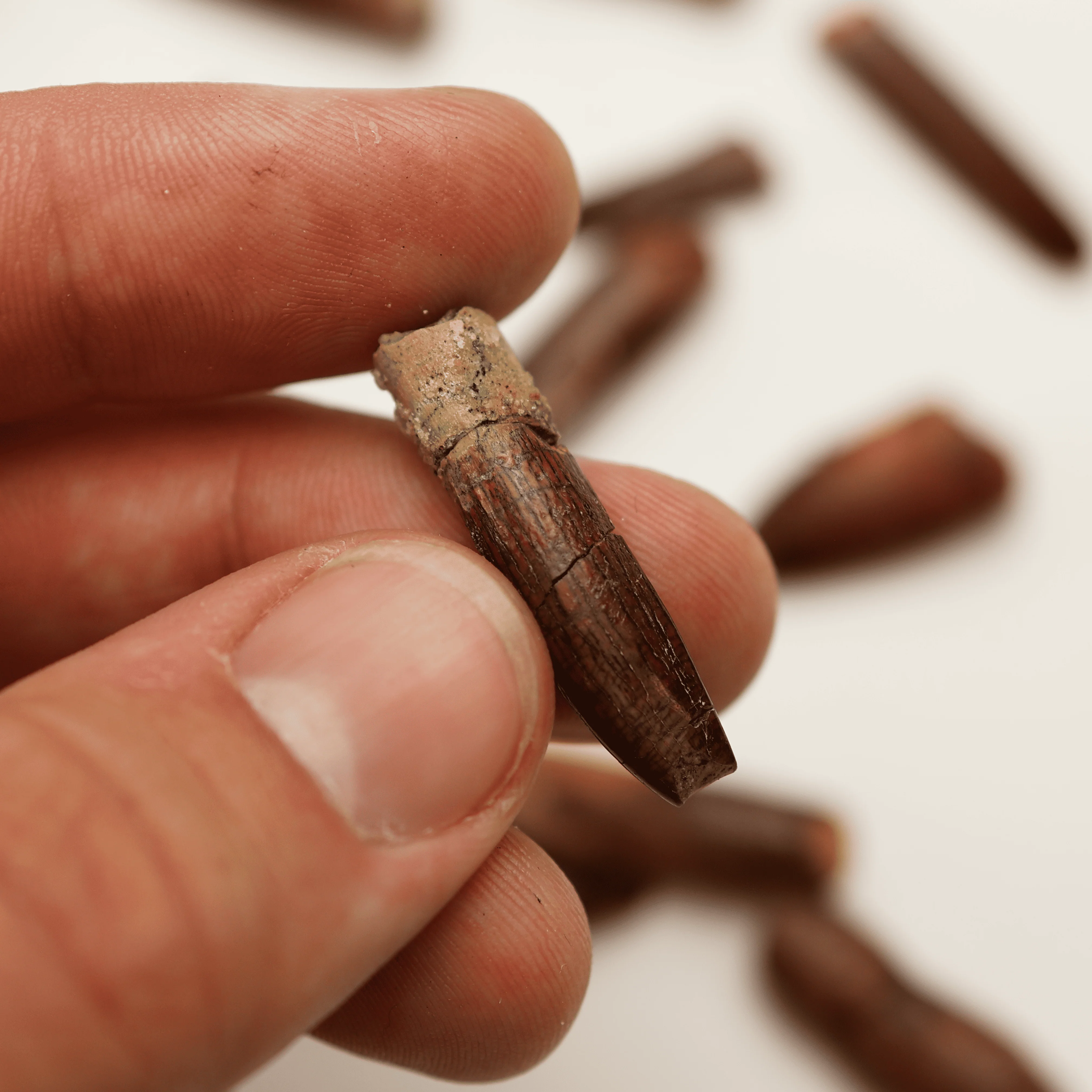 Sauropod Tooth | Cretaceous Period - Image 6