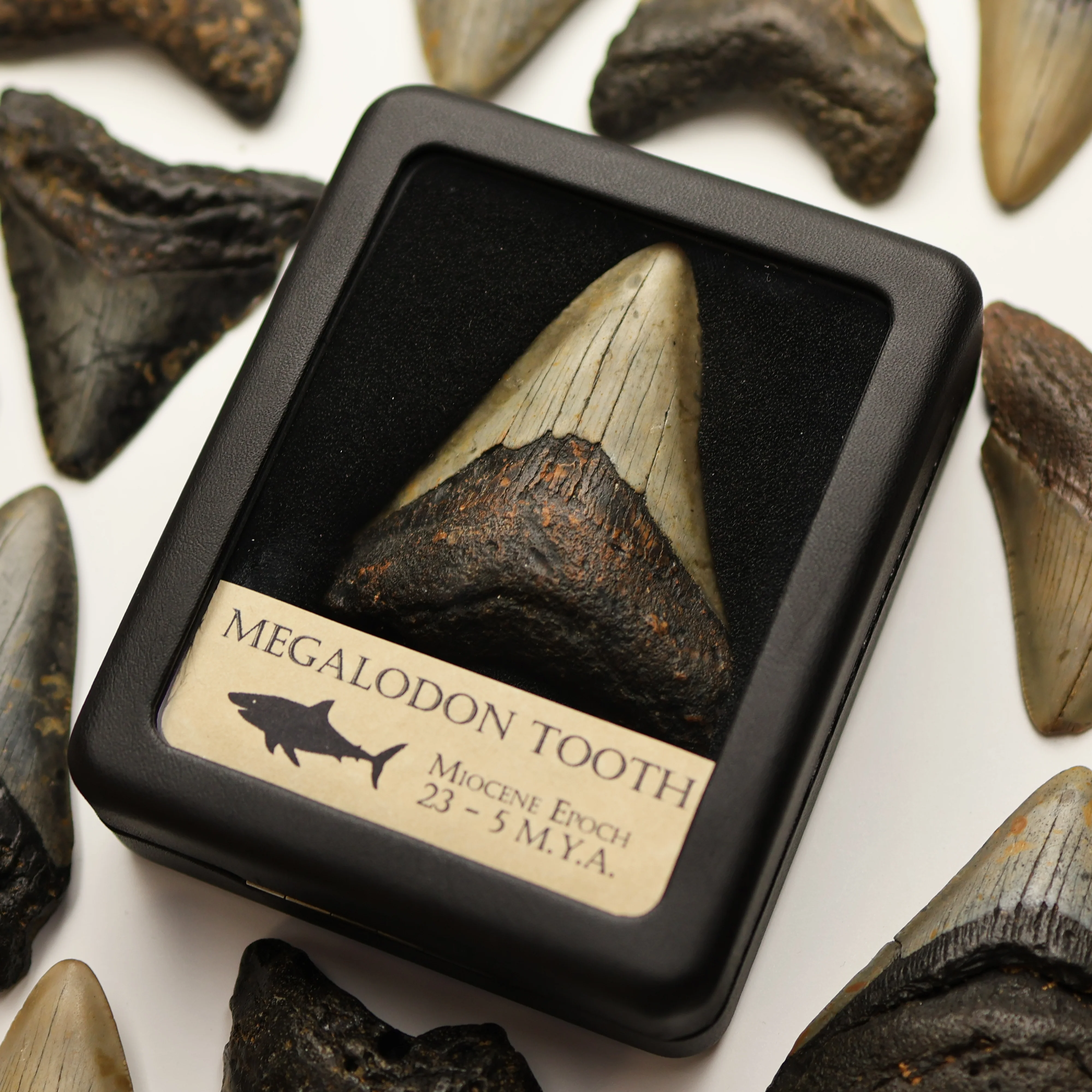 Medium Megalodon Tooth | Miocene Epoch - Image 3