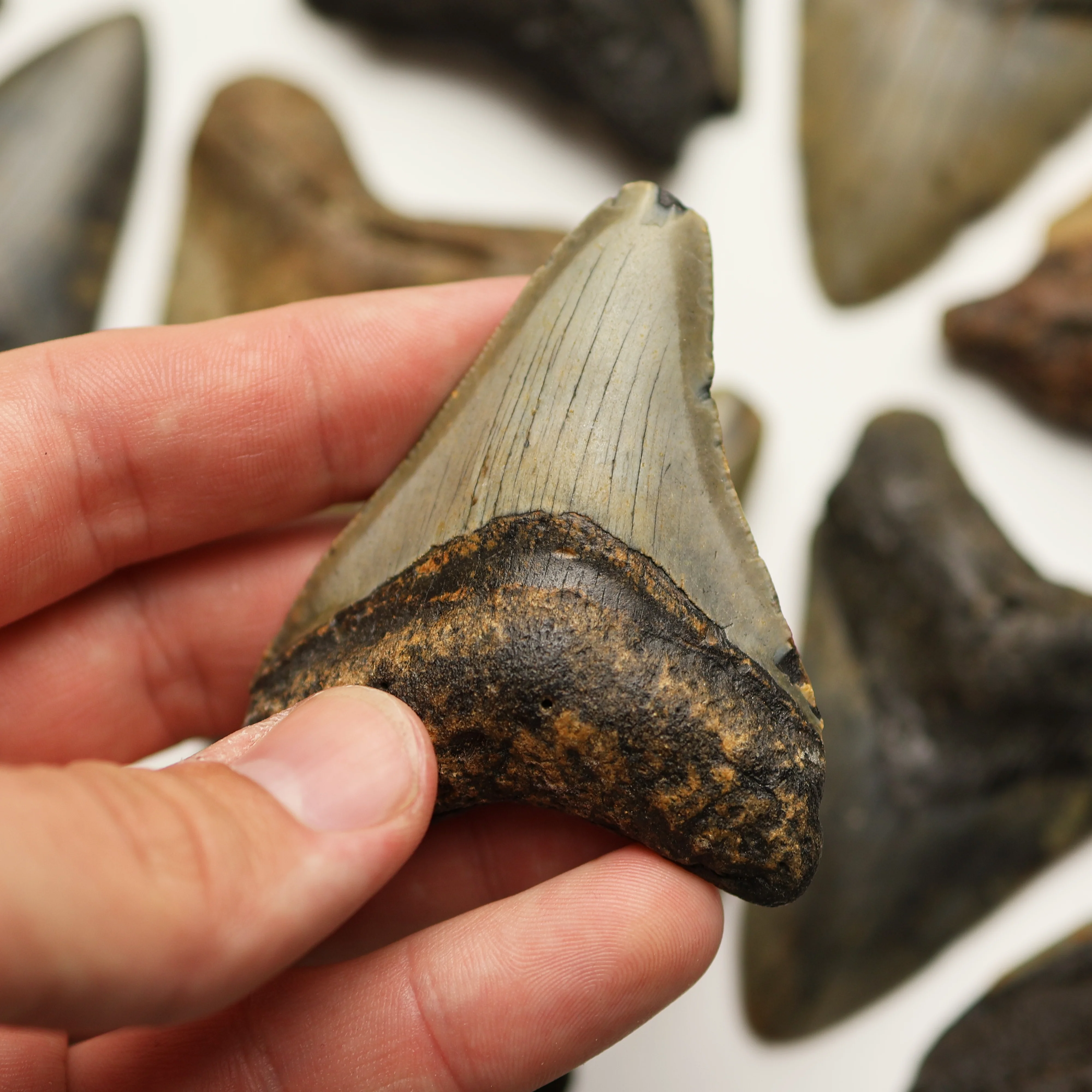 Medium Megalodon Tooth | Miocene Epoch - Image 4