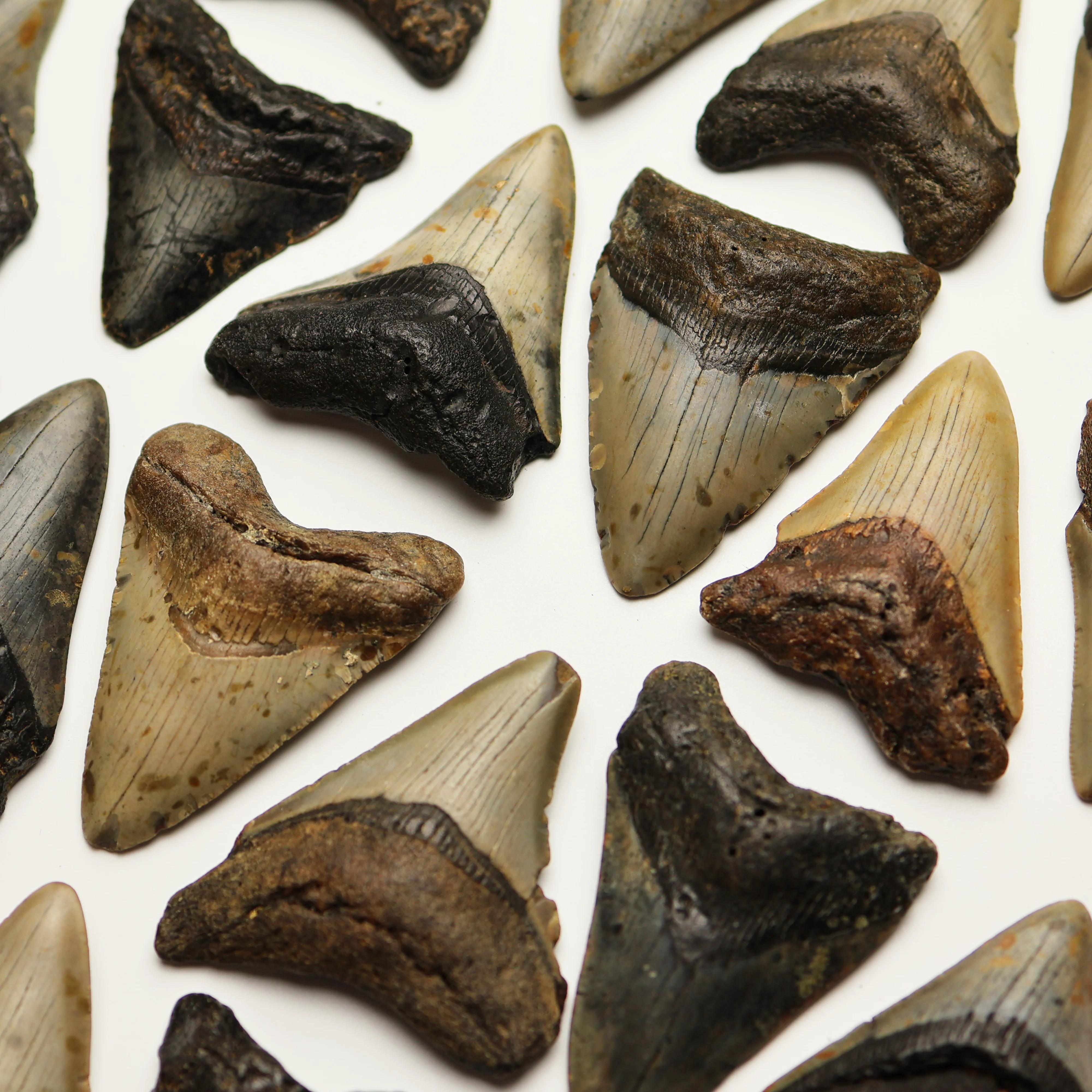 Medium Megalodon Tooth | Miocene Epoch - Image 5