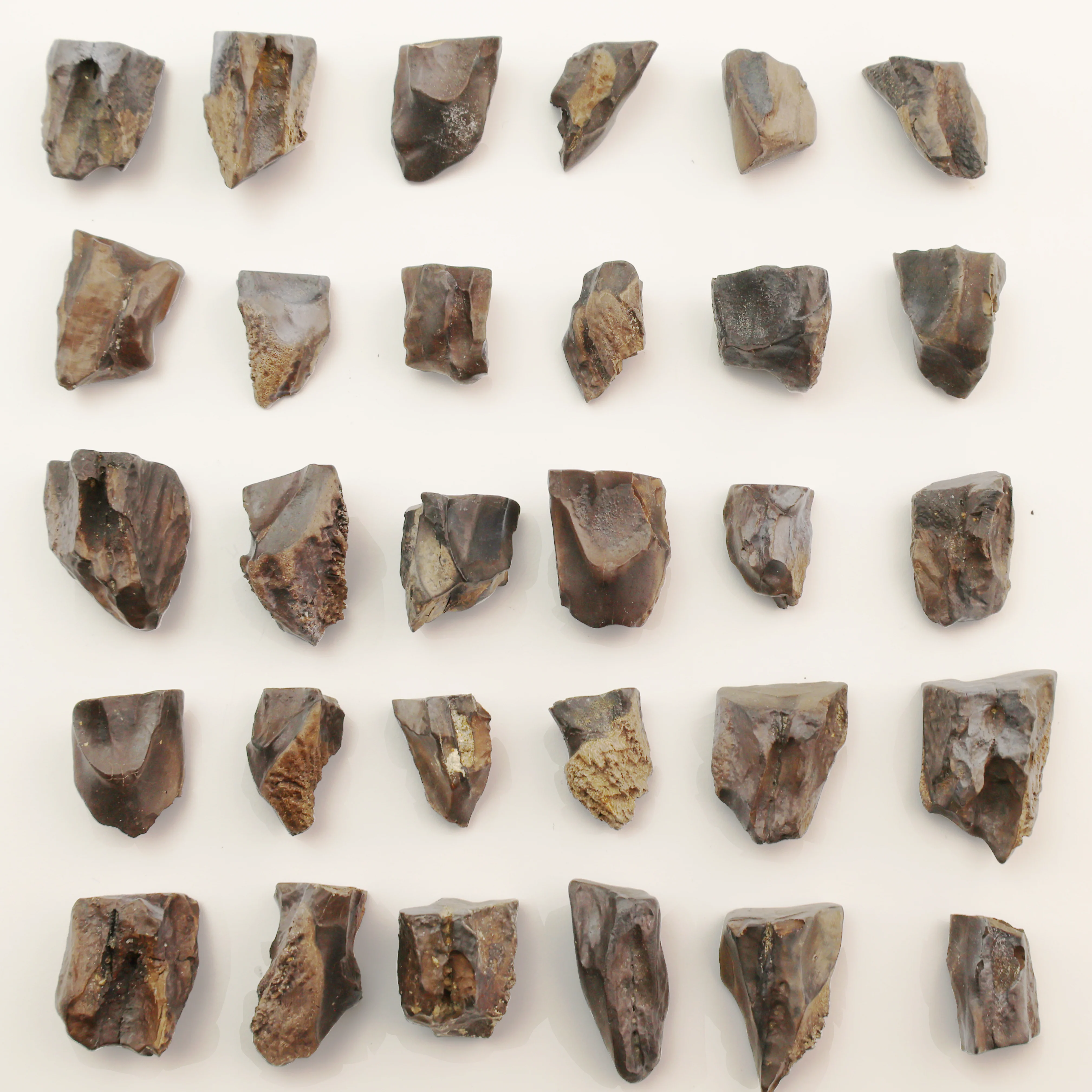 Triceratops Tooth | Cretaceous Period - Image 3