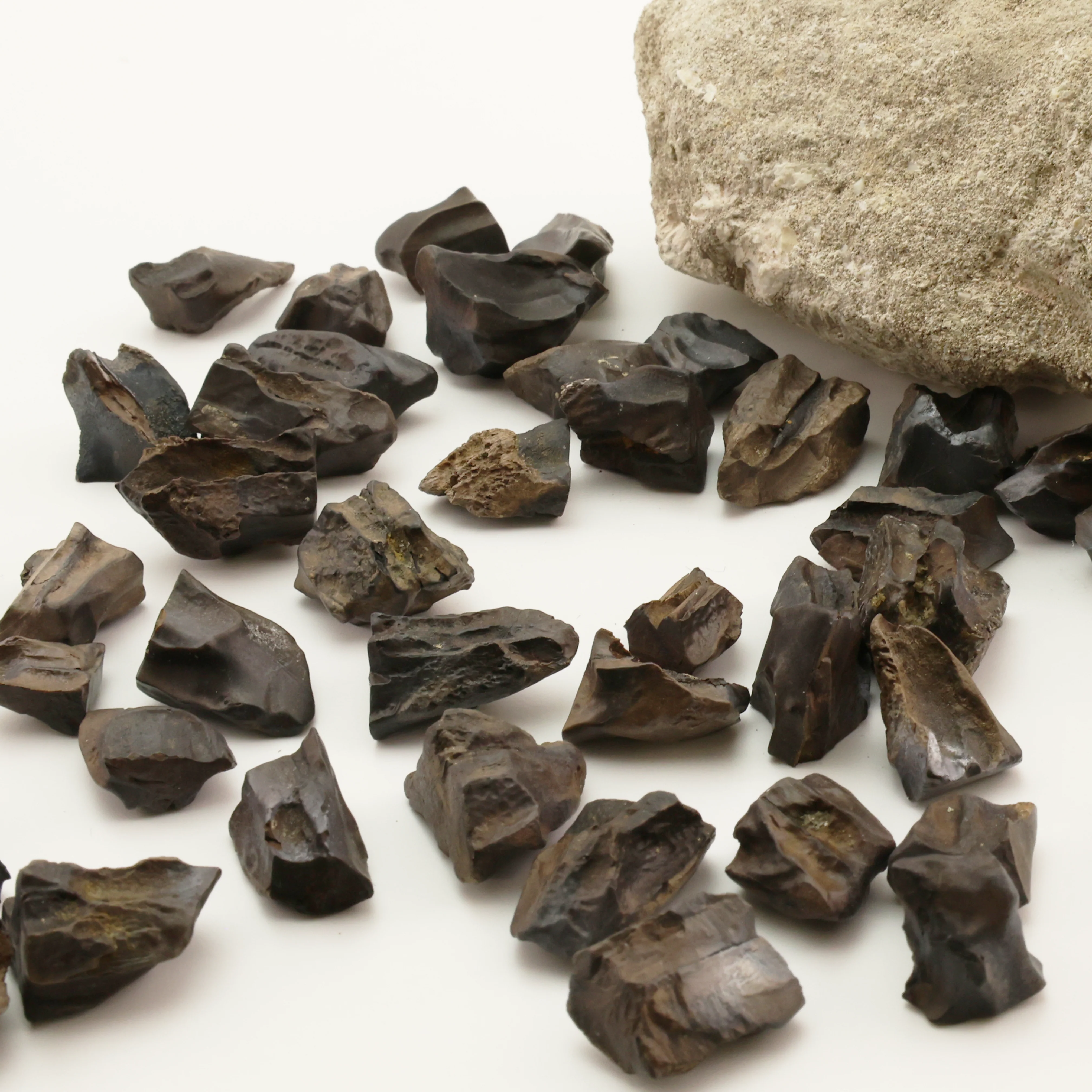 Triceratops Tooth | Cretaceous Period - Image 4