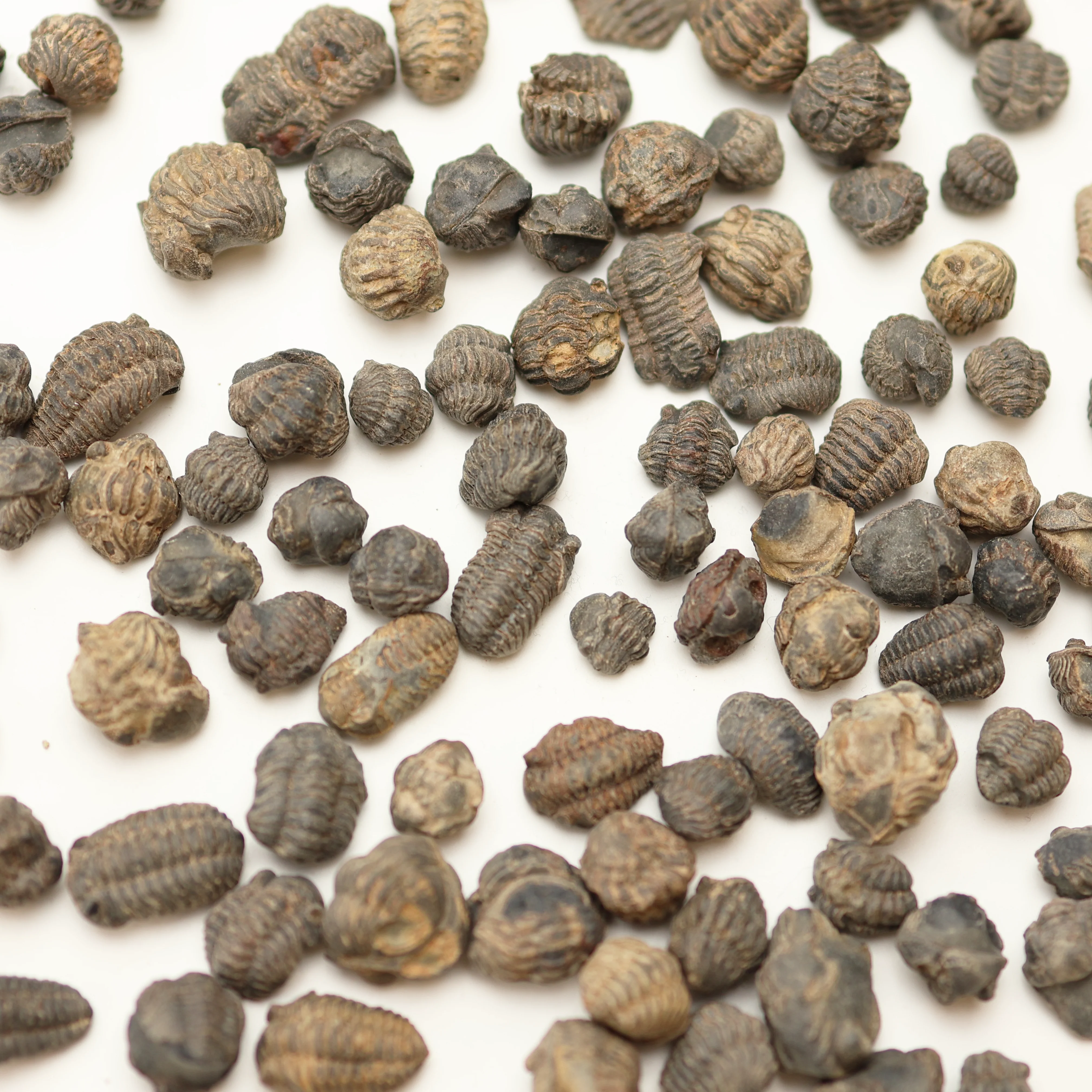 Trilobite Fossil | Devonian Period - Image 3