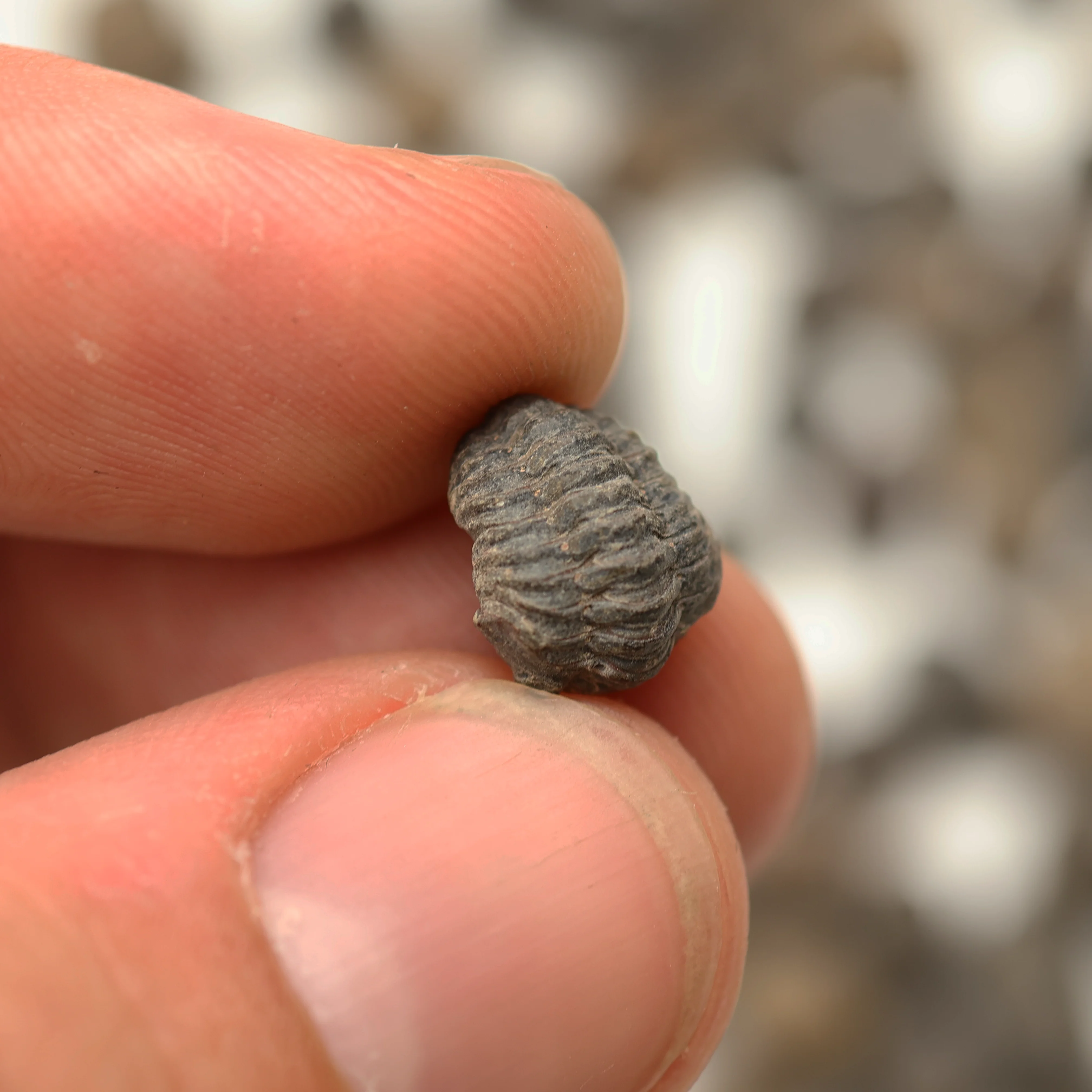 Trilobite Fossil | Devonian Period - Image 4