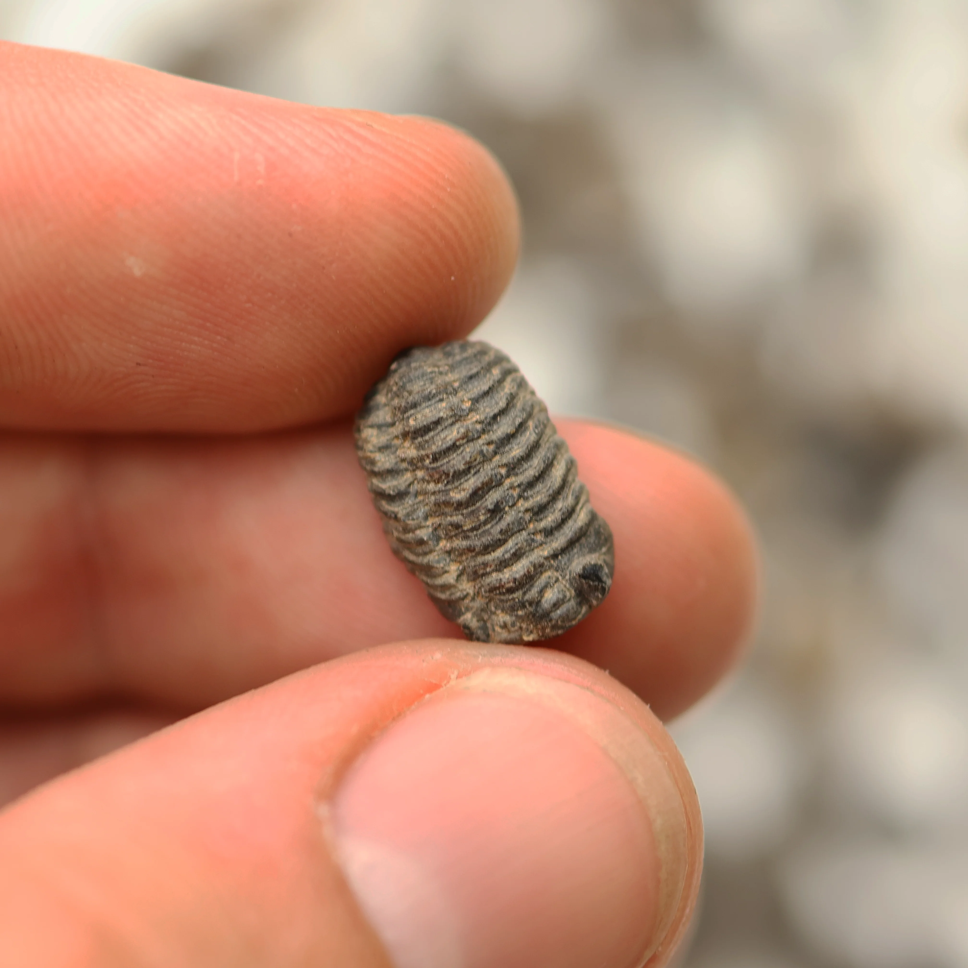 Trilobite Fossil | Devonian Period - Image 5